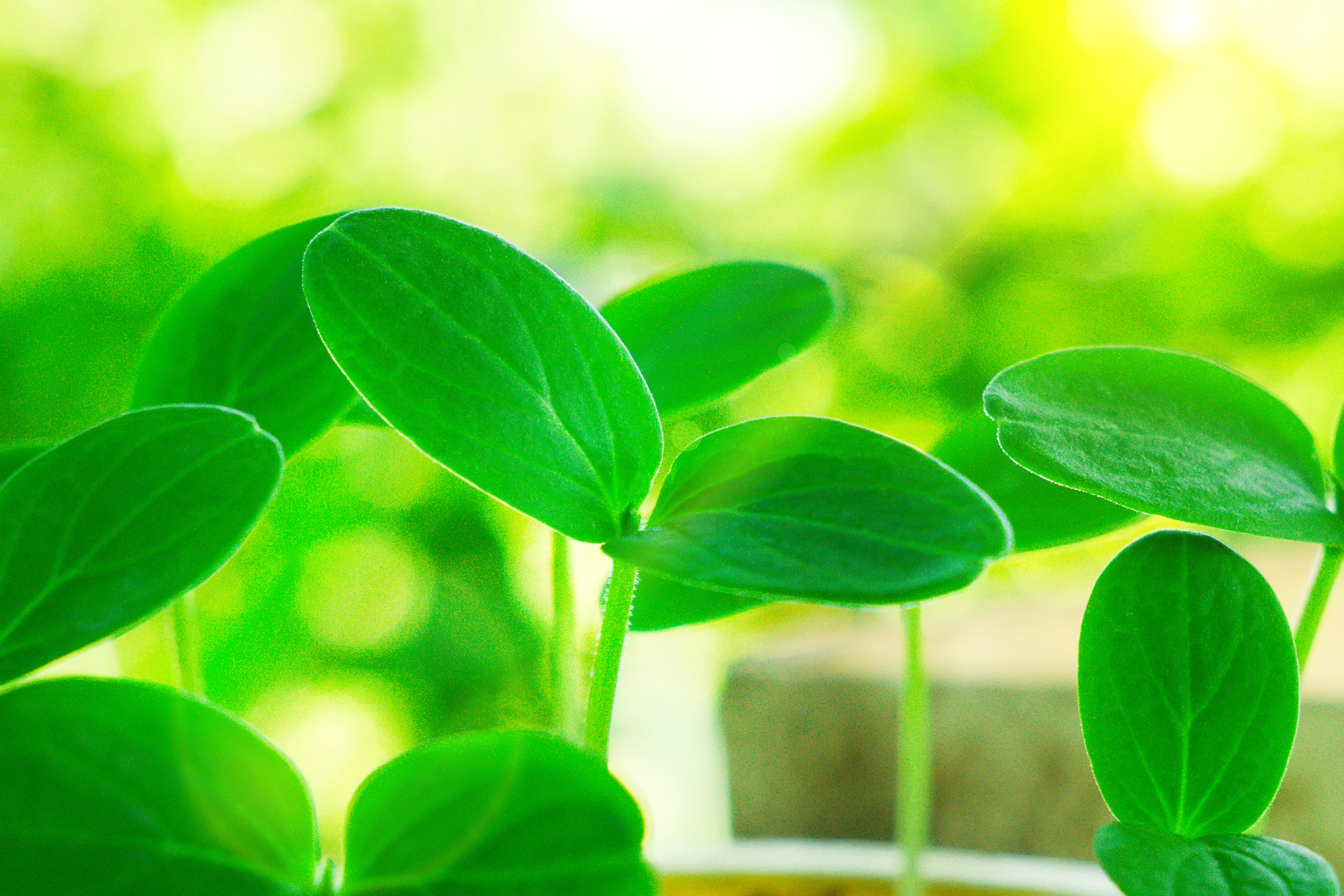 Природа. Предметный фотограф/видеограф Алексей Филатов, г. Тюмень