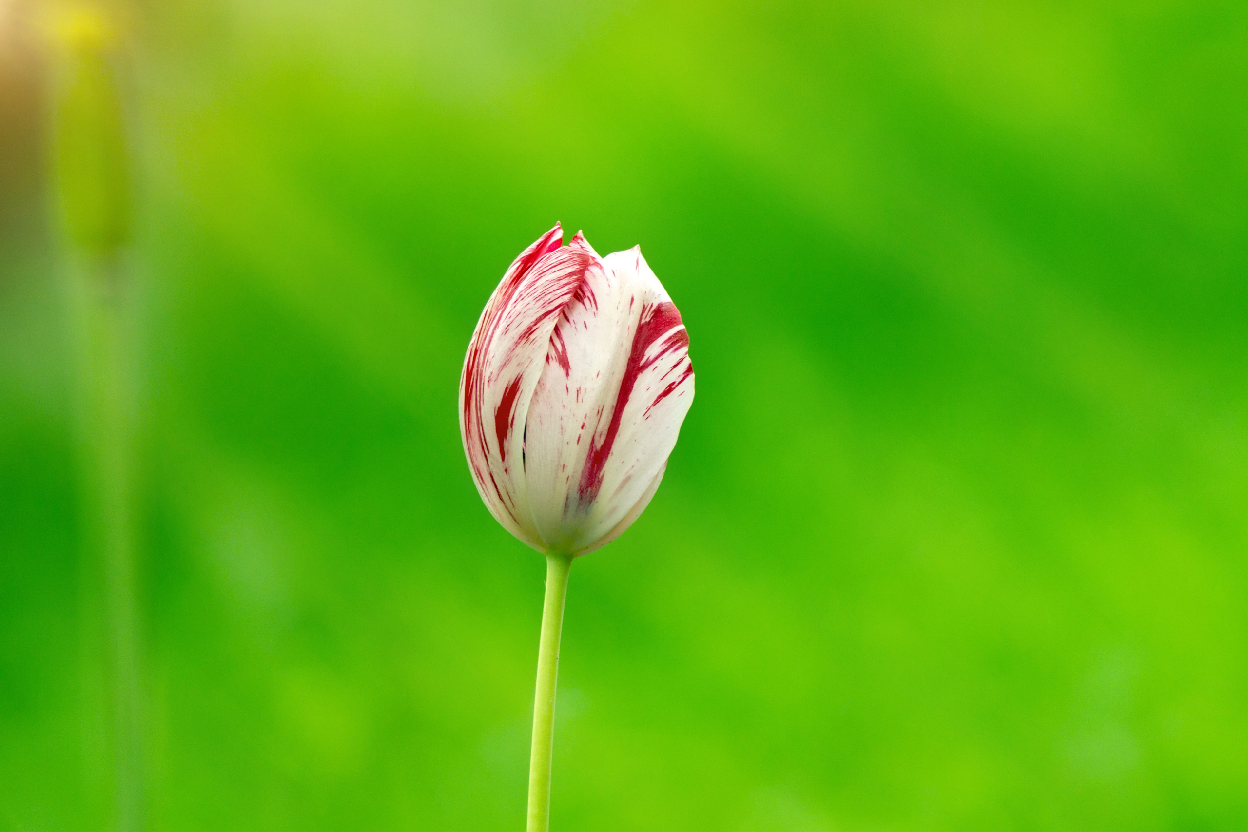 Природа. Предметный фотограф/видеограф Алексей Филатов, г. Тюмень
