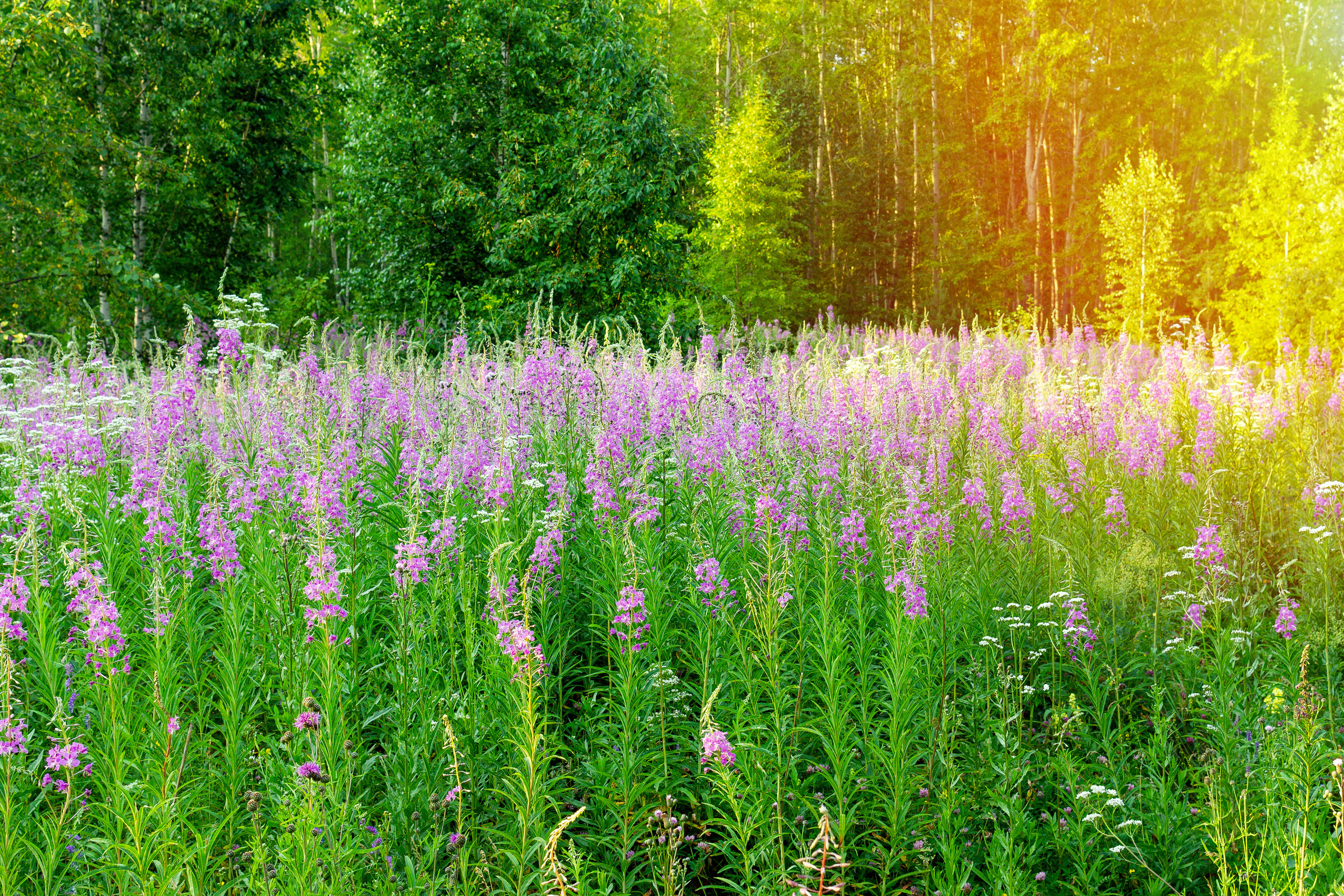 Природа. Предметный фотограф/видеограф Алексей Филатов, г. Тюмень