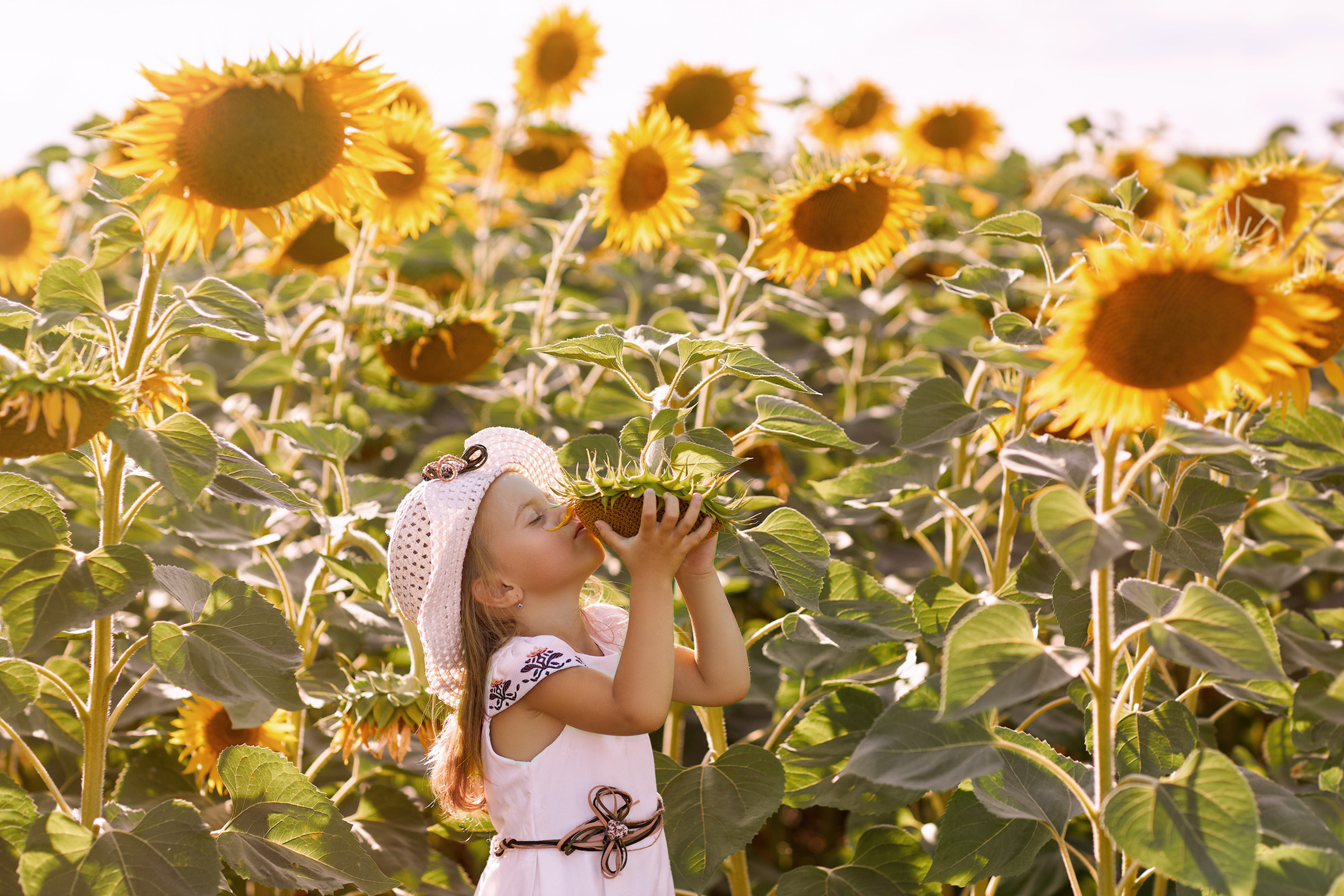 Лучики солнышка — подсолнухи
