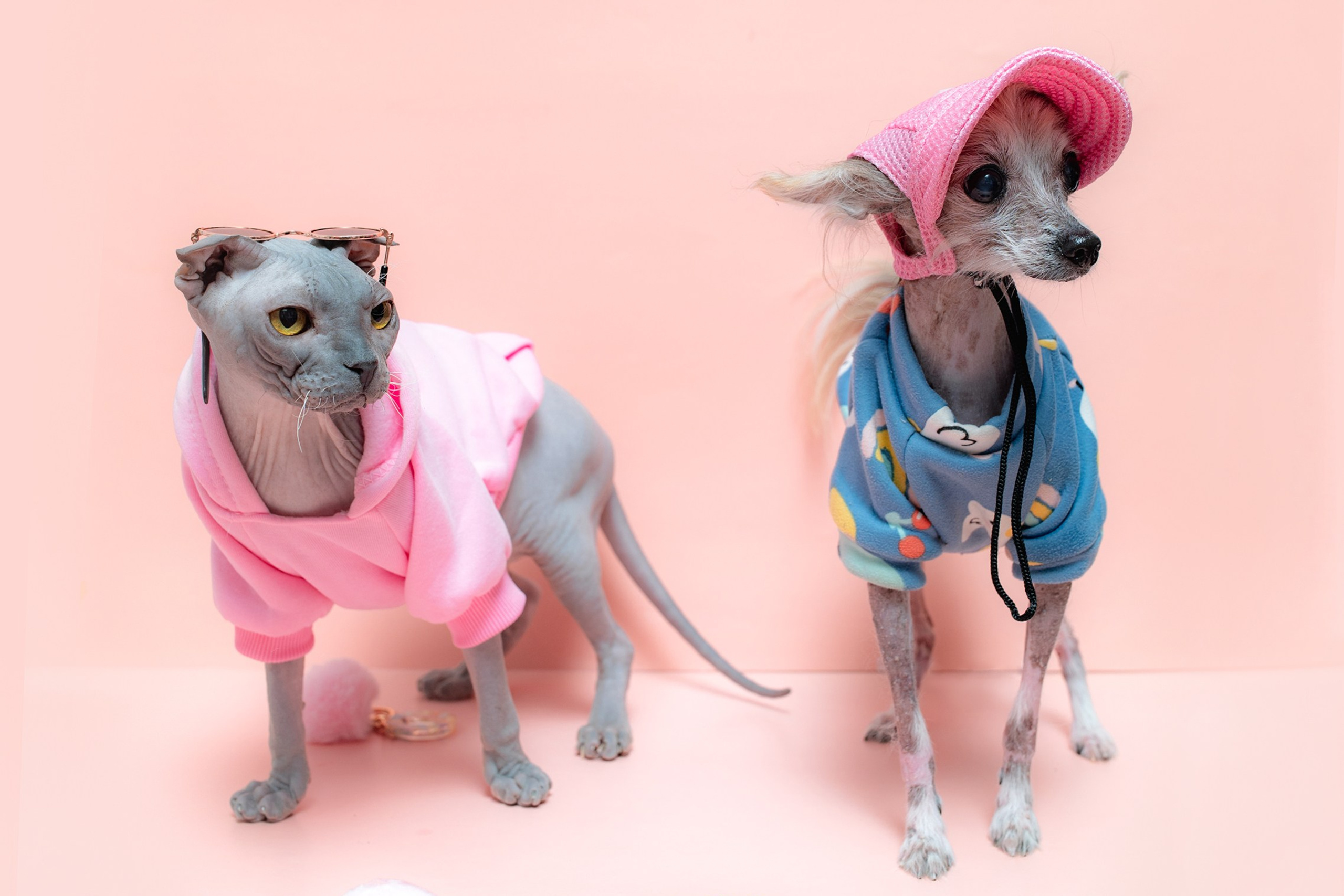 Съемки с животными