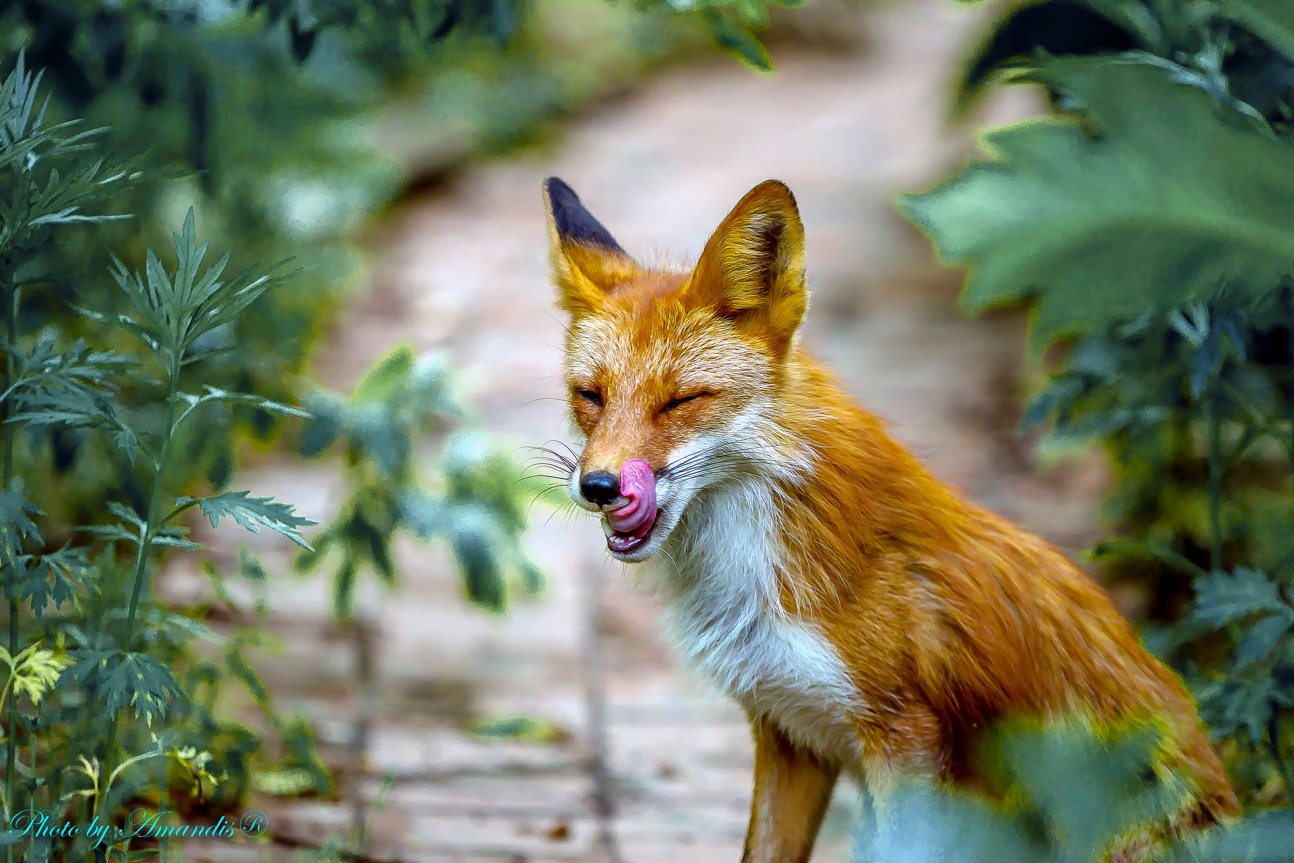 Камчатские лисы в естественной среде