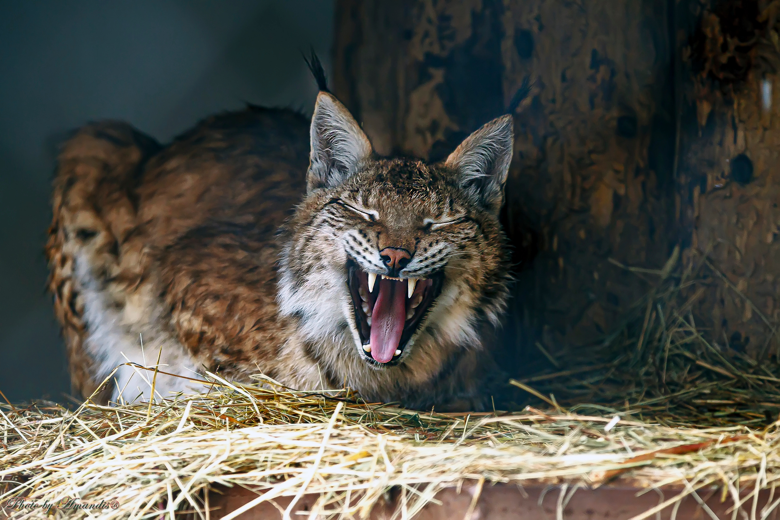 Московский зоопарк