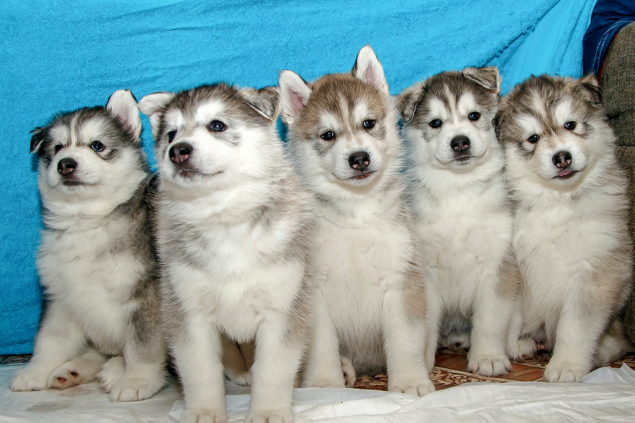 Съемка щенков хаски для заводчика