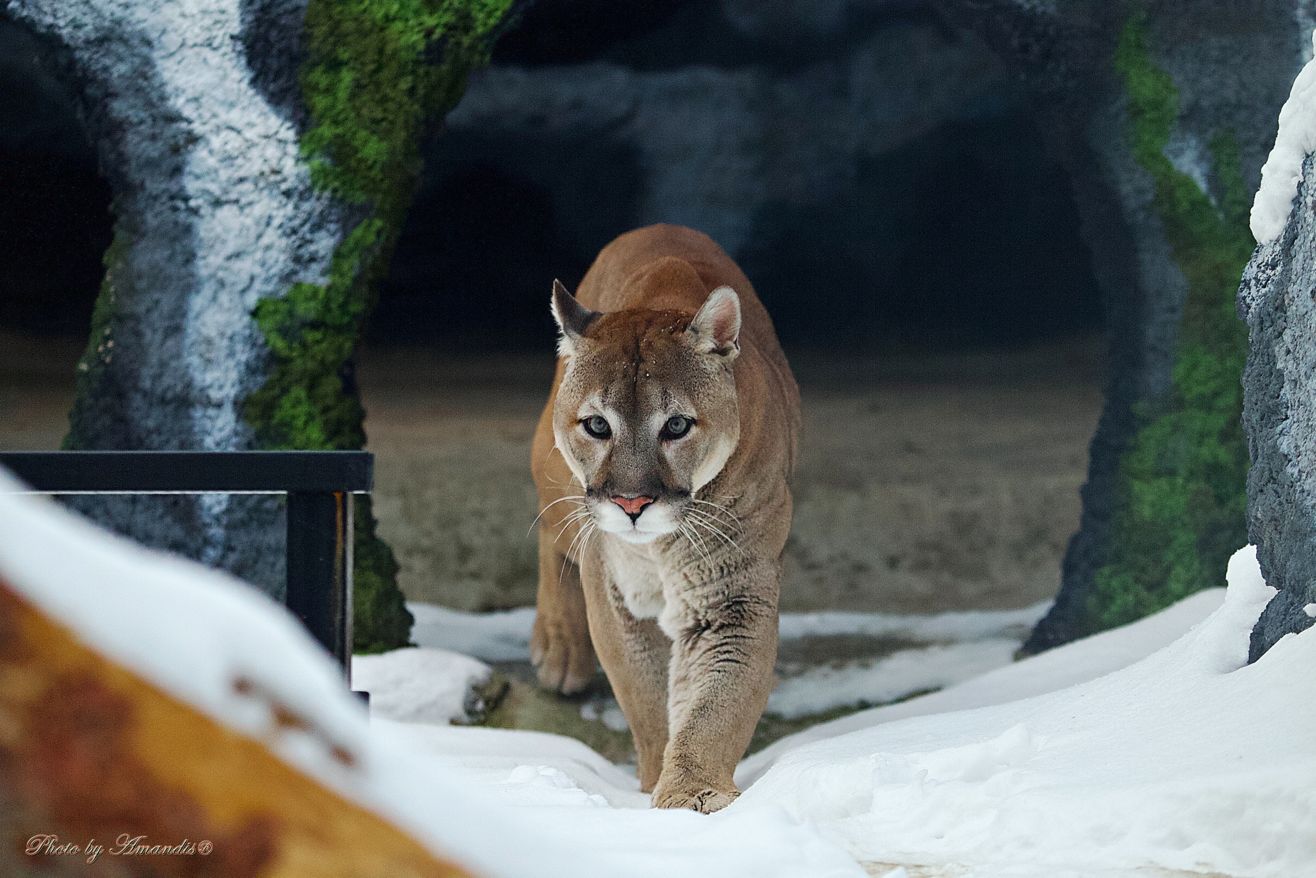 Московский зоопарк (15.02.2023)