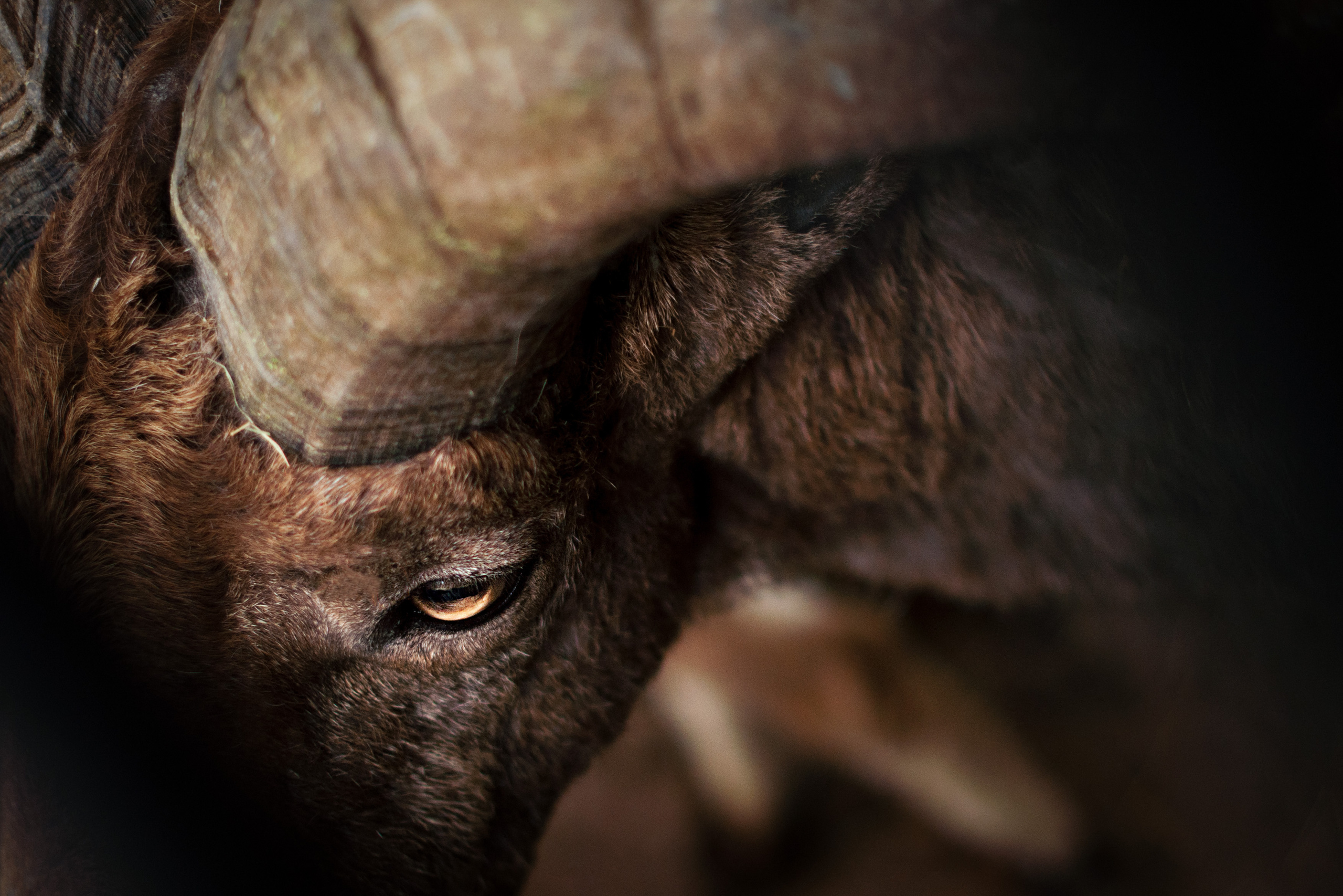 МОСКОВСКИЙ ЗООПАРК