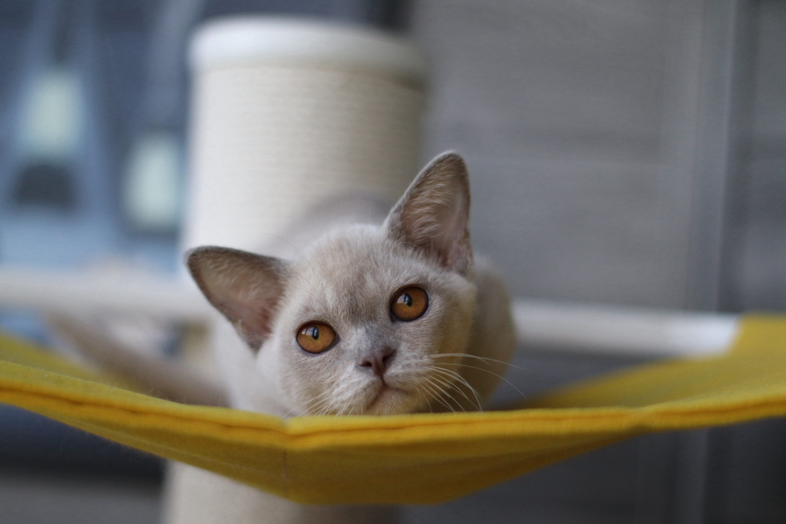 свободные котята