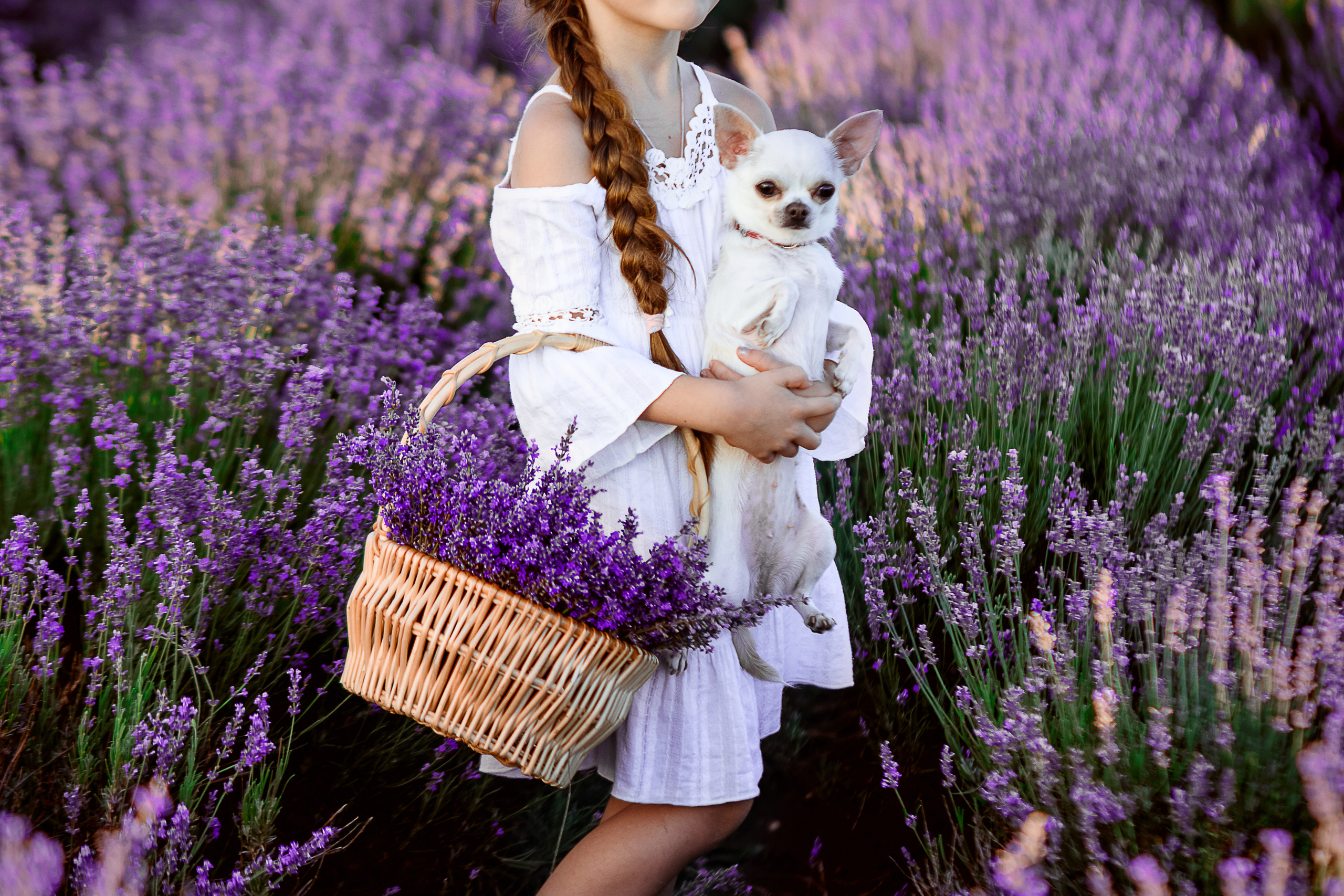 Фотосессия в лаванде