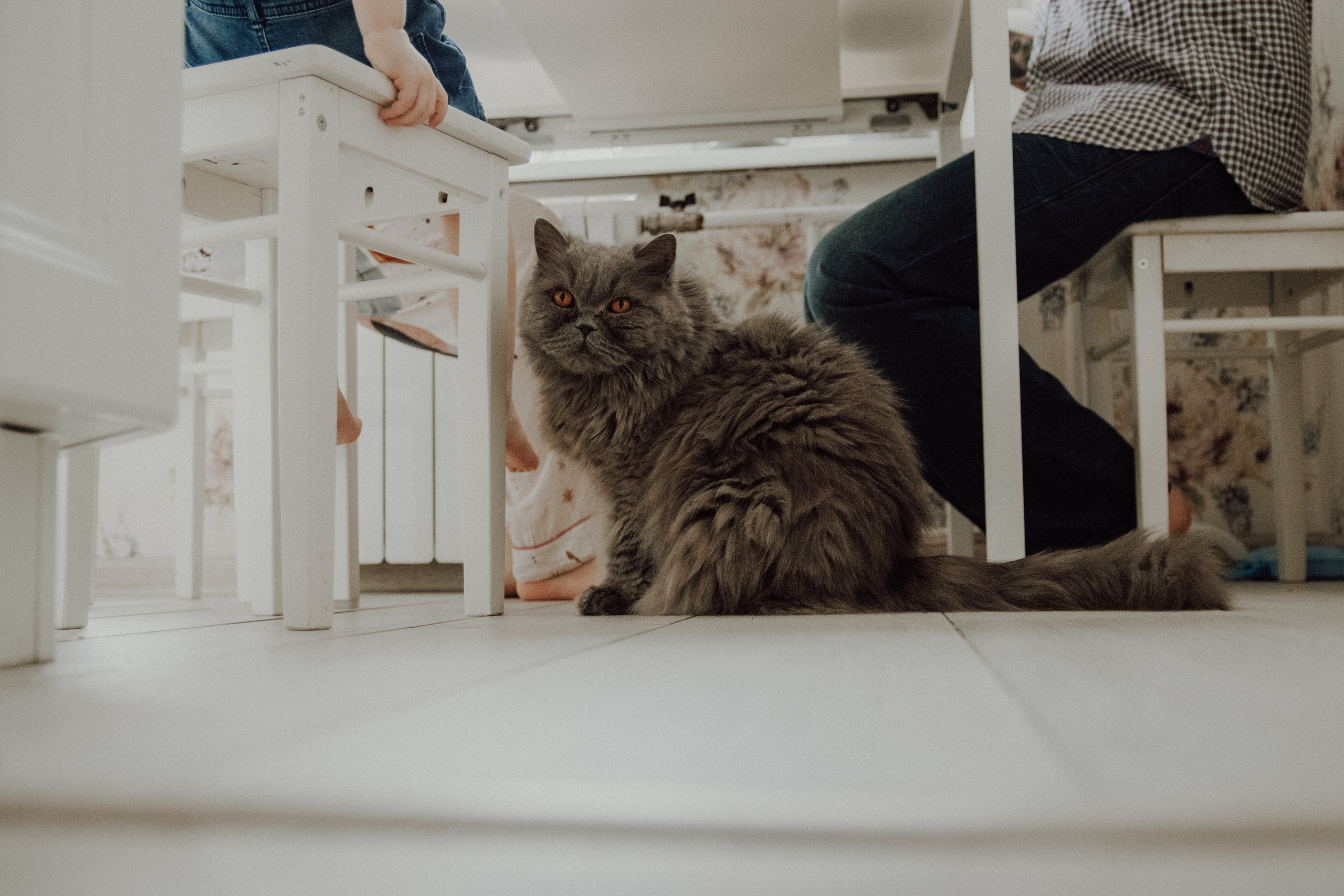 Три сердца и одно пушистое