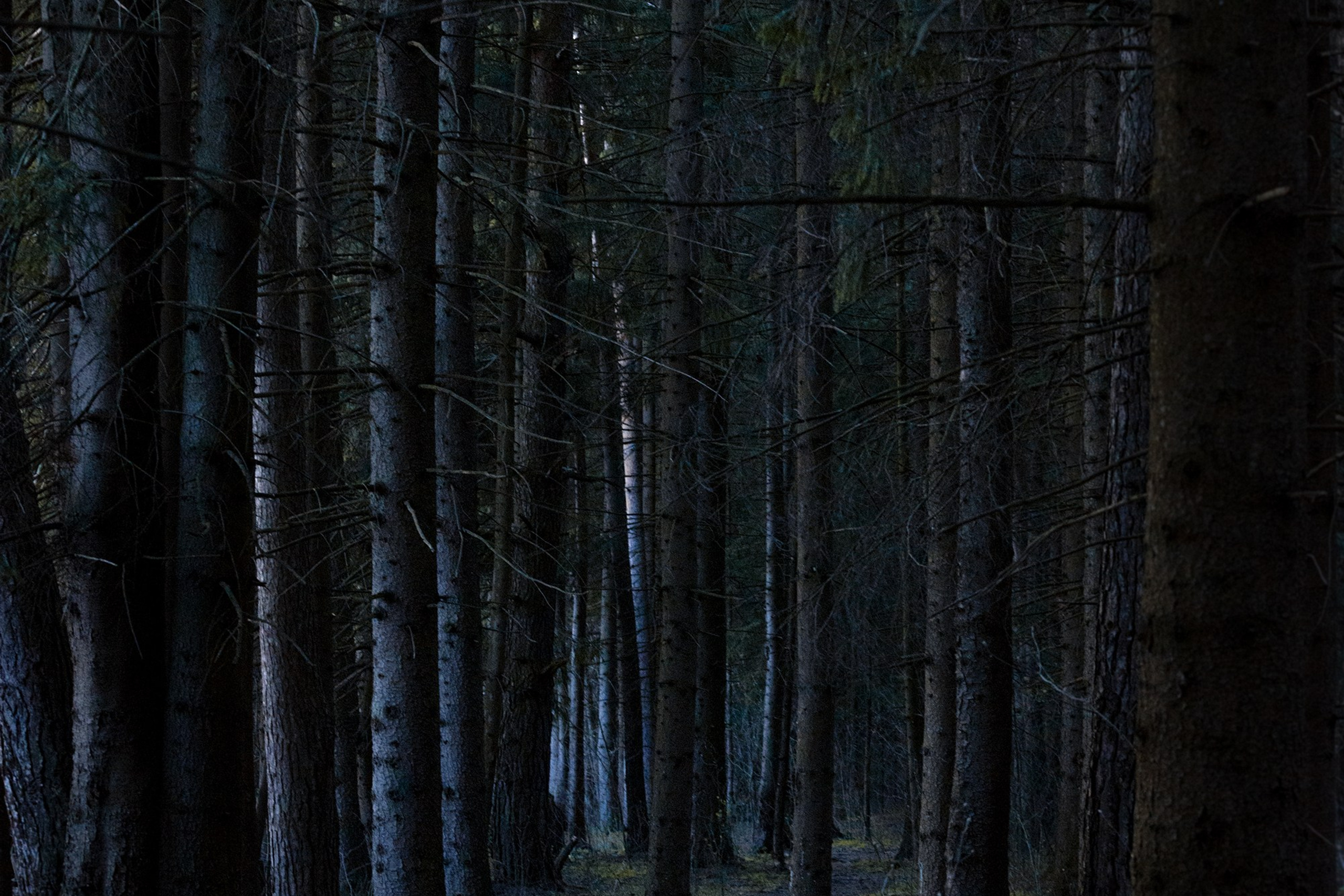 Природа. Съемки в стиле Goblincore