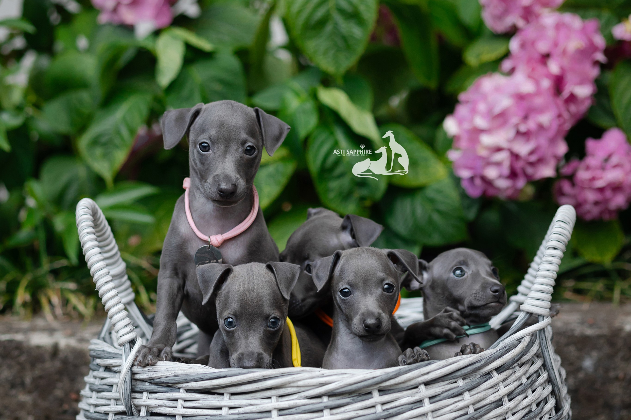 Кремовая Лекси. Professional Italian Greyhound Kennel RKF/FCI ASTI SAPPHIRE 💎 Sochi|St. Petersburg