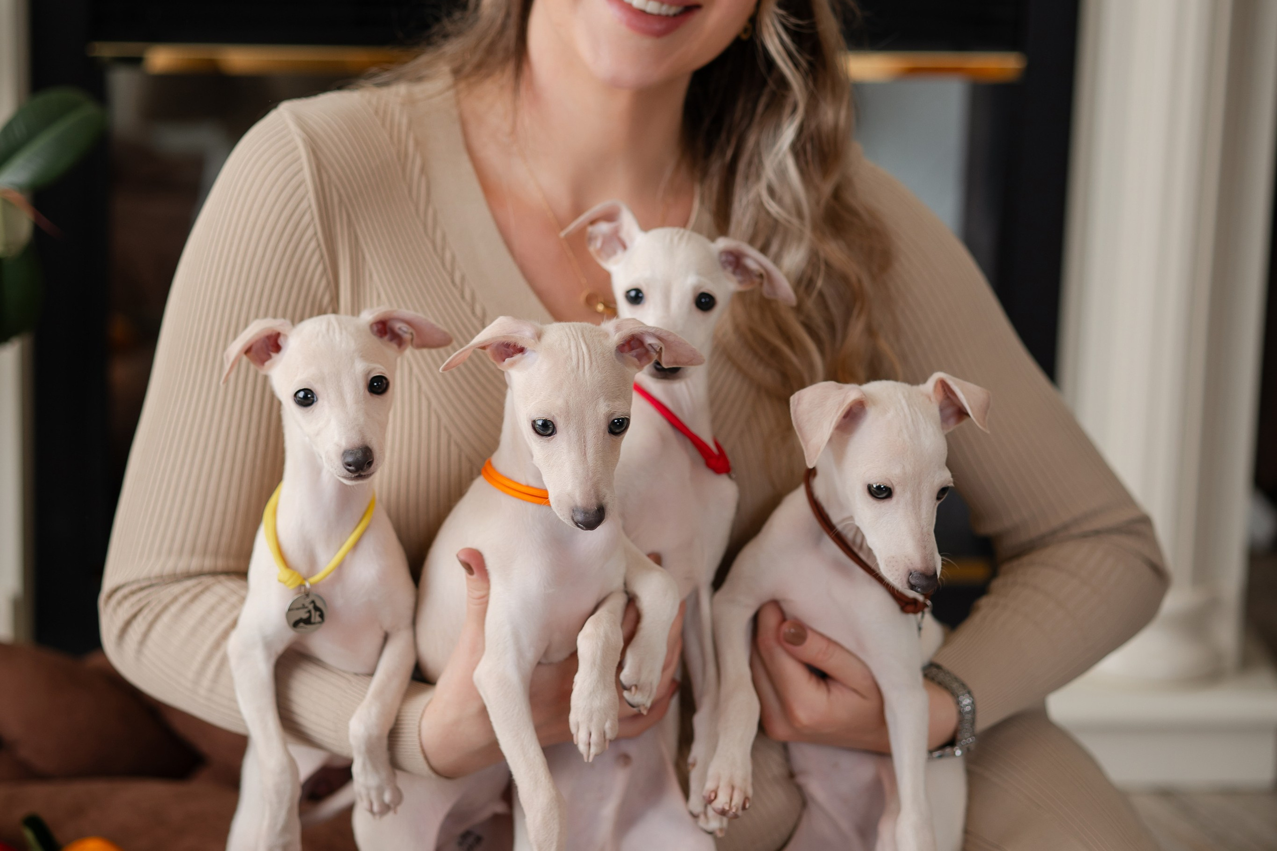 Отель для собак. Professional Italian Greyhound Kennel RKF/FCI ASTI SAPPHIRE 💎 Sochi|St. Petersburg