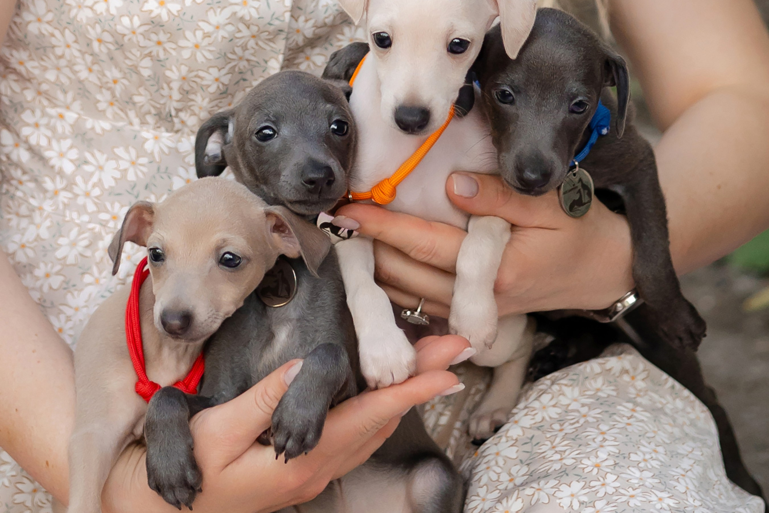 Отель для собак. Professional Italian Greyhound Kennel RKF/FCI ASTI SAPPHIRE 💎 Sochi|St. Petersburg