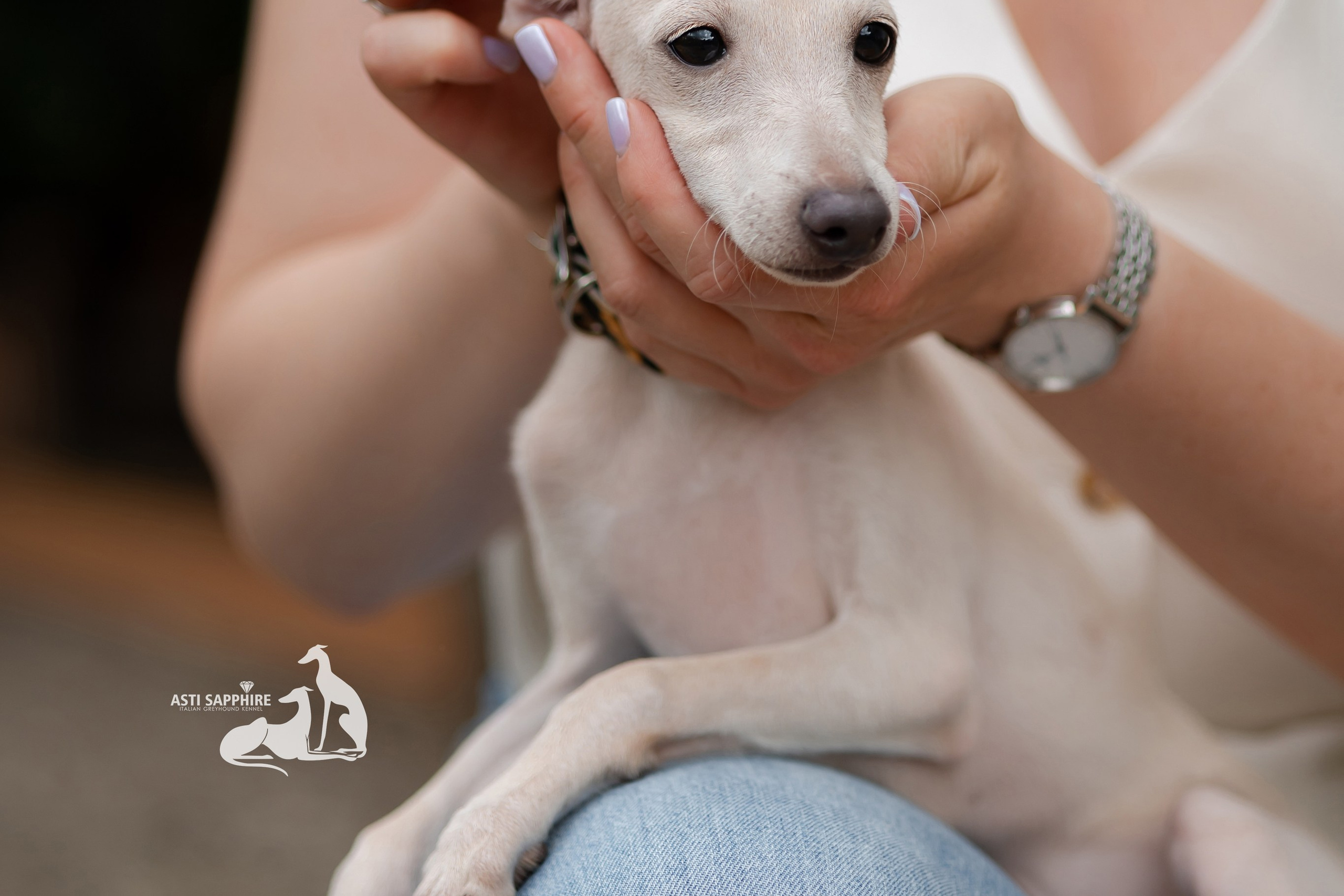 Кремовая Лекси. Professional Italian Greyhound Kennel RKF/FCI ASTI SAPPHIRE 💎 Sochi|St. Petersburg
