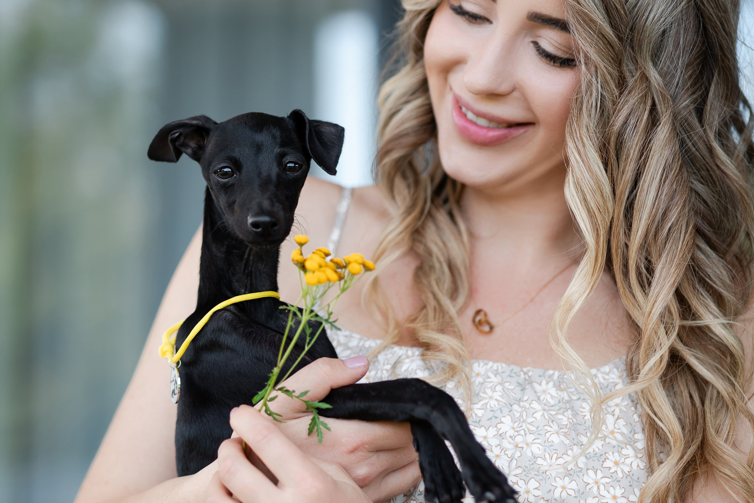 Голубые детки. Professional Italian Greyhound Kennel RKF/FCI ASTI SAPPHIRE 💎 Sochi|St. Petersburg