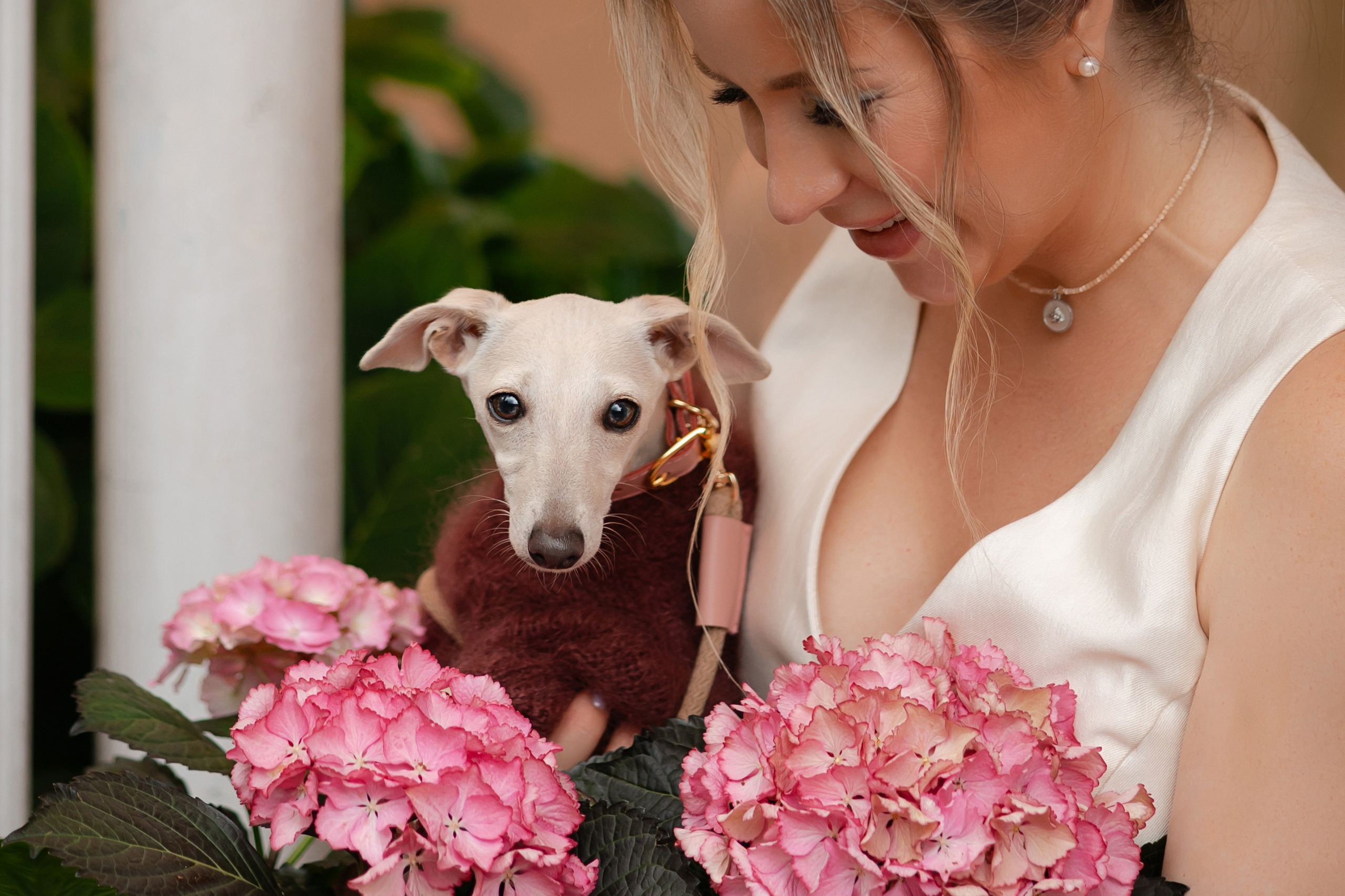 Кремовая Лекси. Professional Italian Greyhound Kennel RKF/FCI ASTI SAPPHIRE 💎 Sochi|St. Petersburg