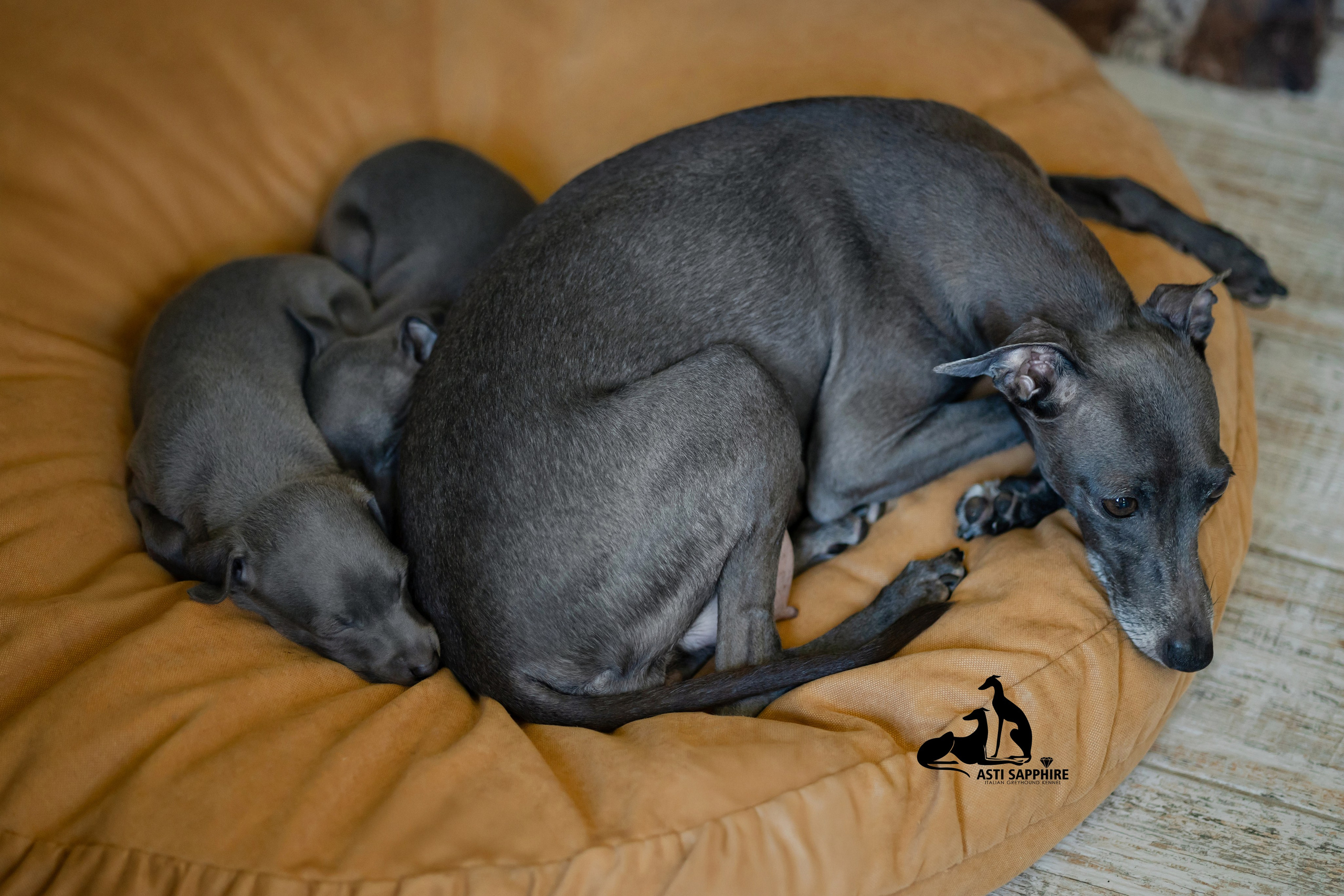 Отель для собак. Professional Italian Greyhound Kennel RKF/FCI ASTI SAPPHIRE 💎 Sochi|St. Petersburg