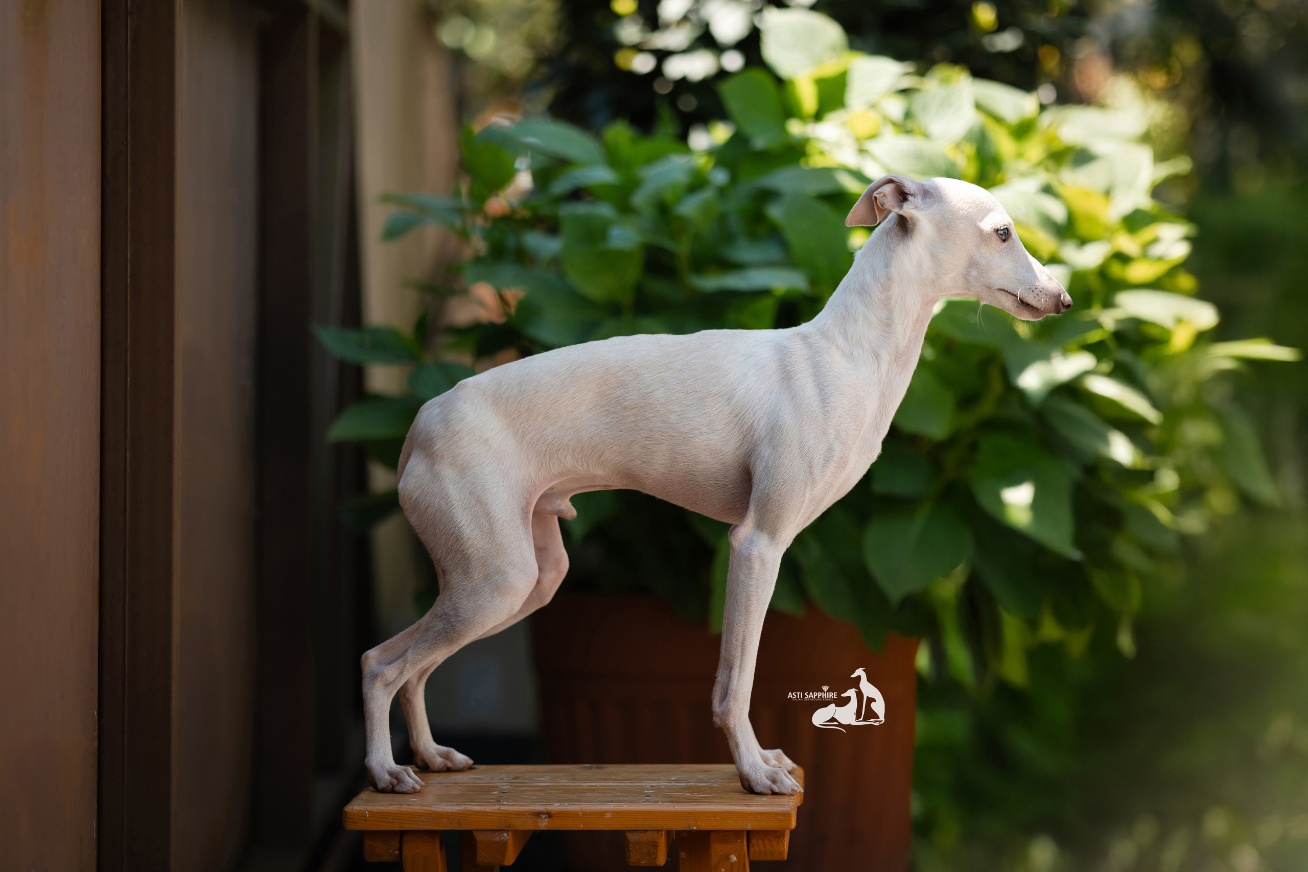 Males. Professional Italian Greyhound Kennel RKF/FCI ASTI SAPPHIRE 💎 Sochi|St. Petersburg