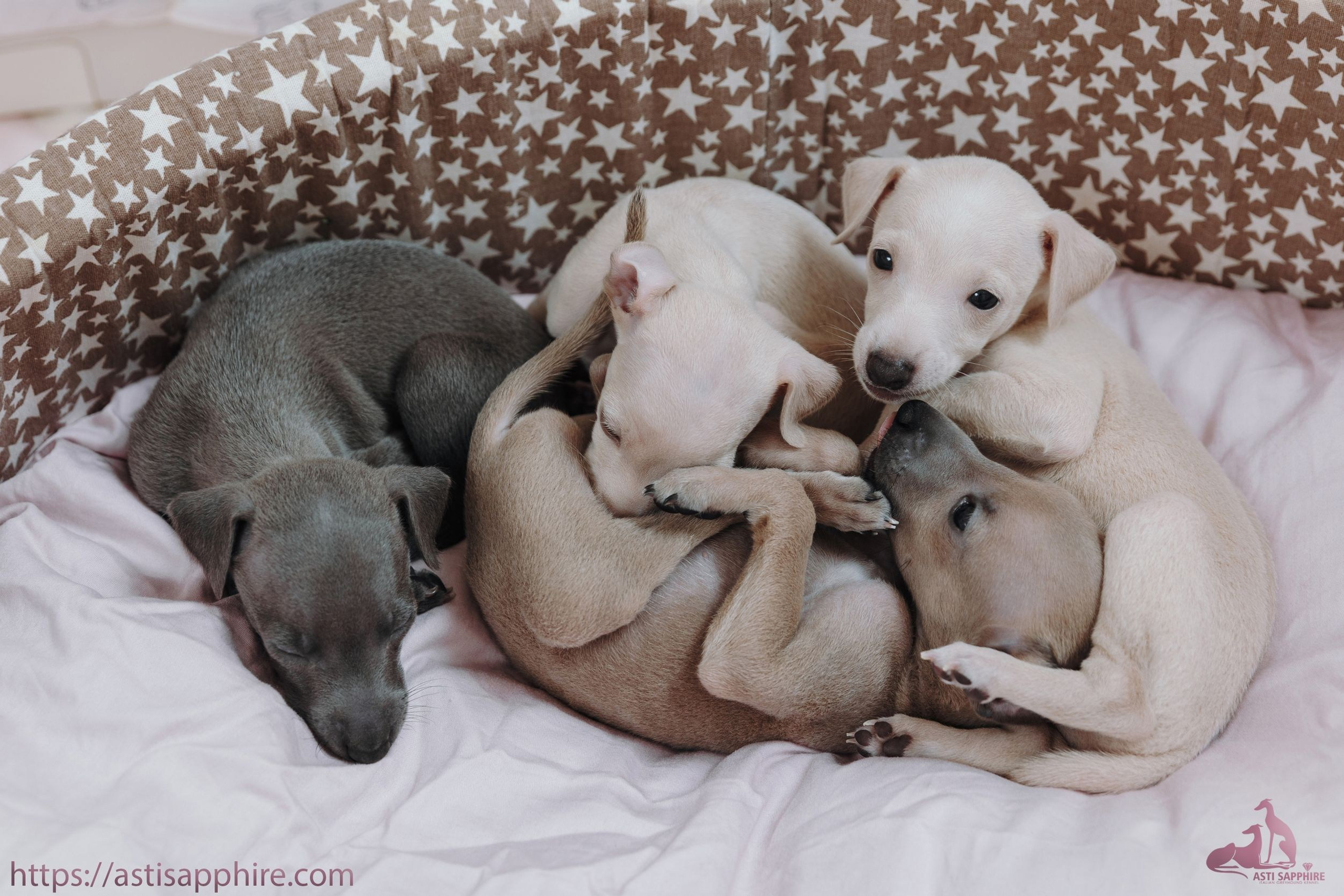 Голубые детки. Professional Italian Greyhound Kennel RKF/FCI ASTI SAPPHIRE 💎 Sochi|St. Petersburg