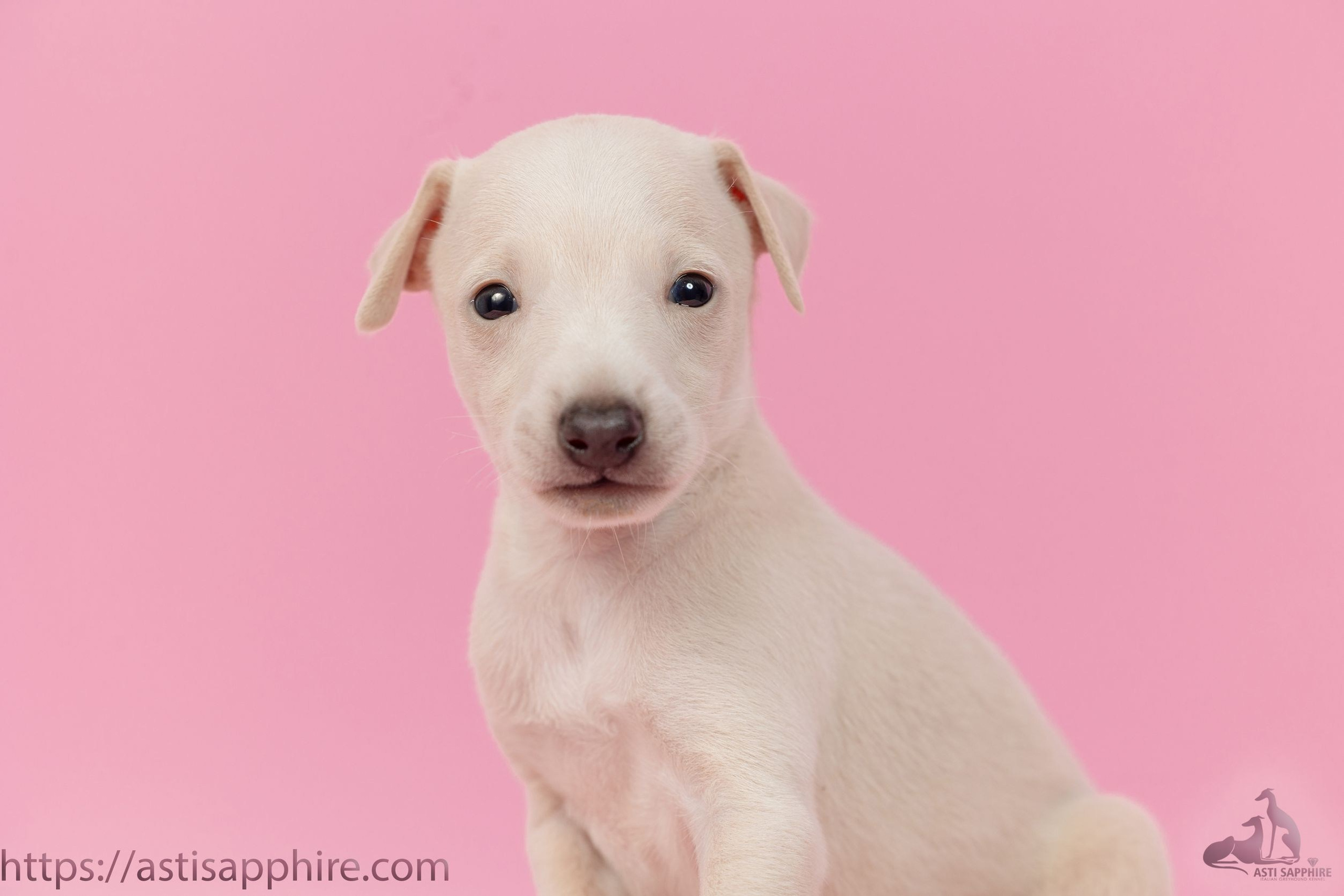 Два брата Сэм и Саймон. Professional Italian Greyhound Kennel RKF/FCI ASTI SAPPHIRE 💎 Sochi|St. Petersburg