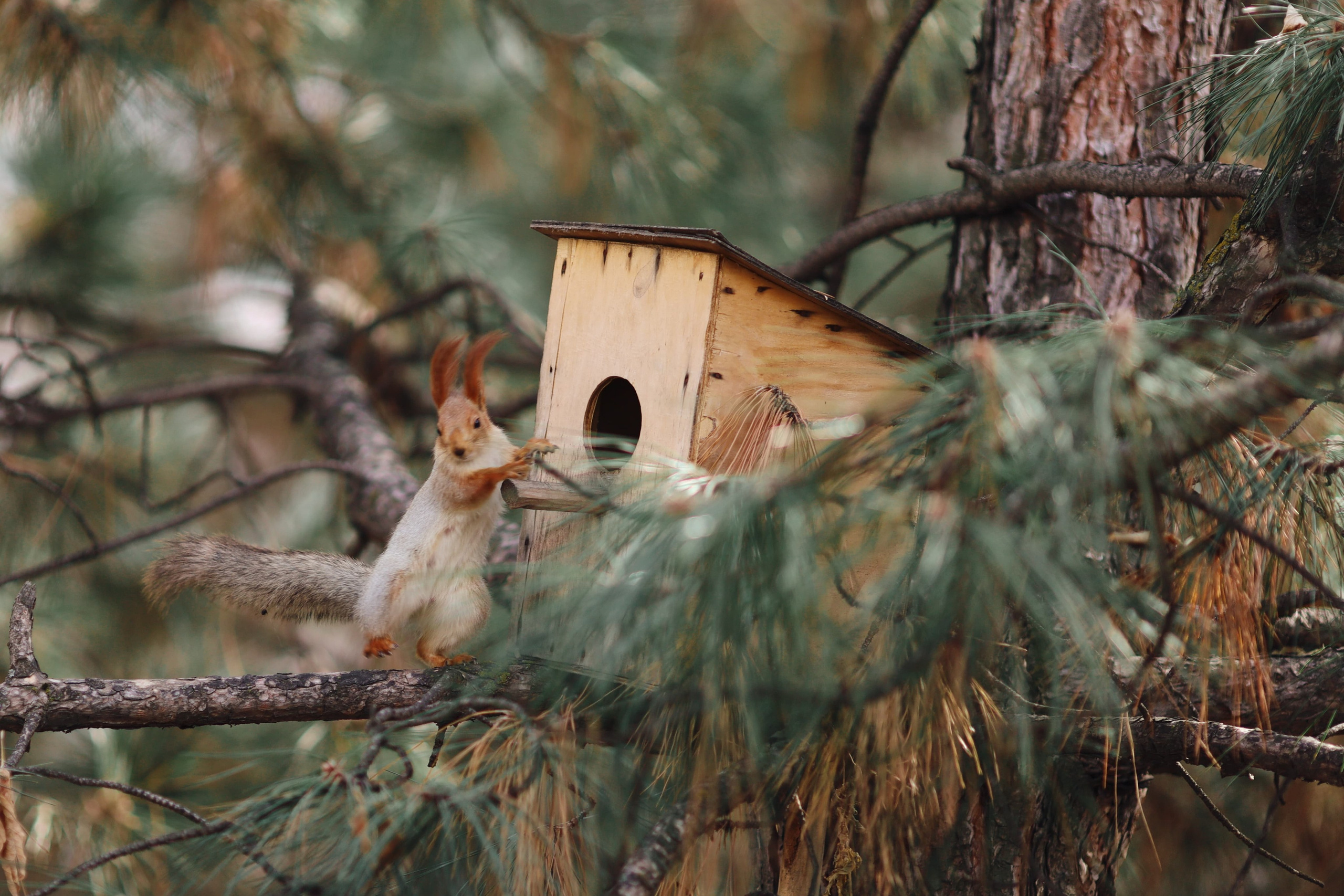 Фотосессия | Рыжая