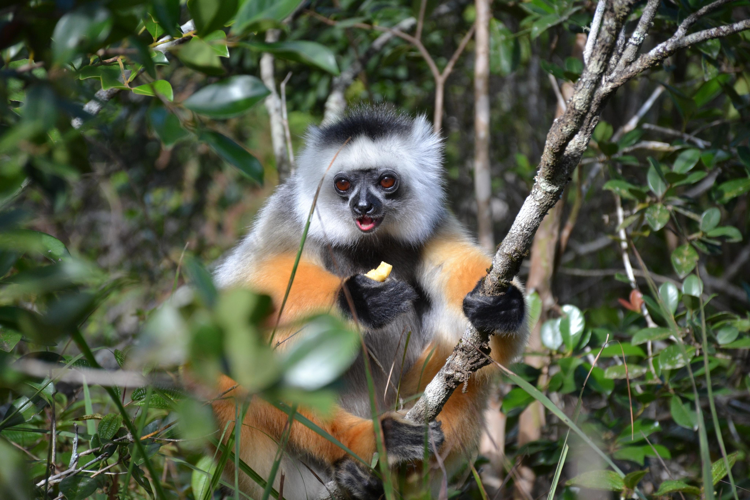 Мадагаскар