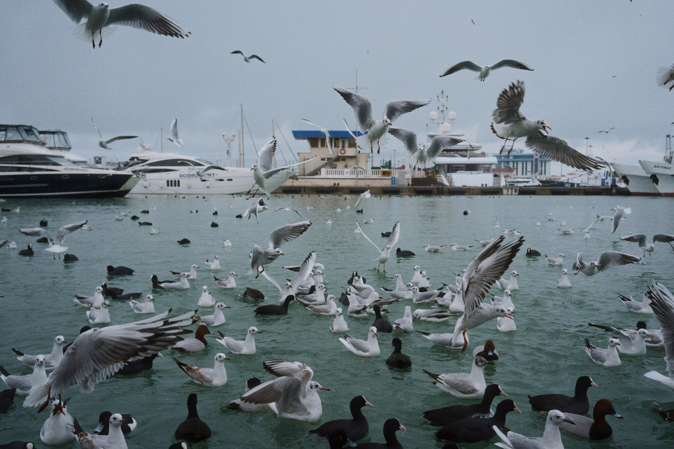 sochi port (morskaya)