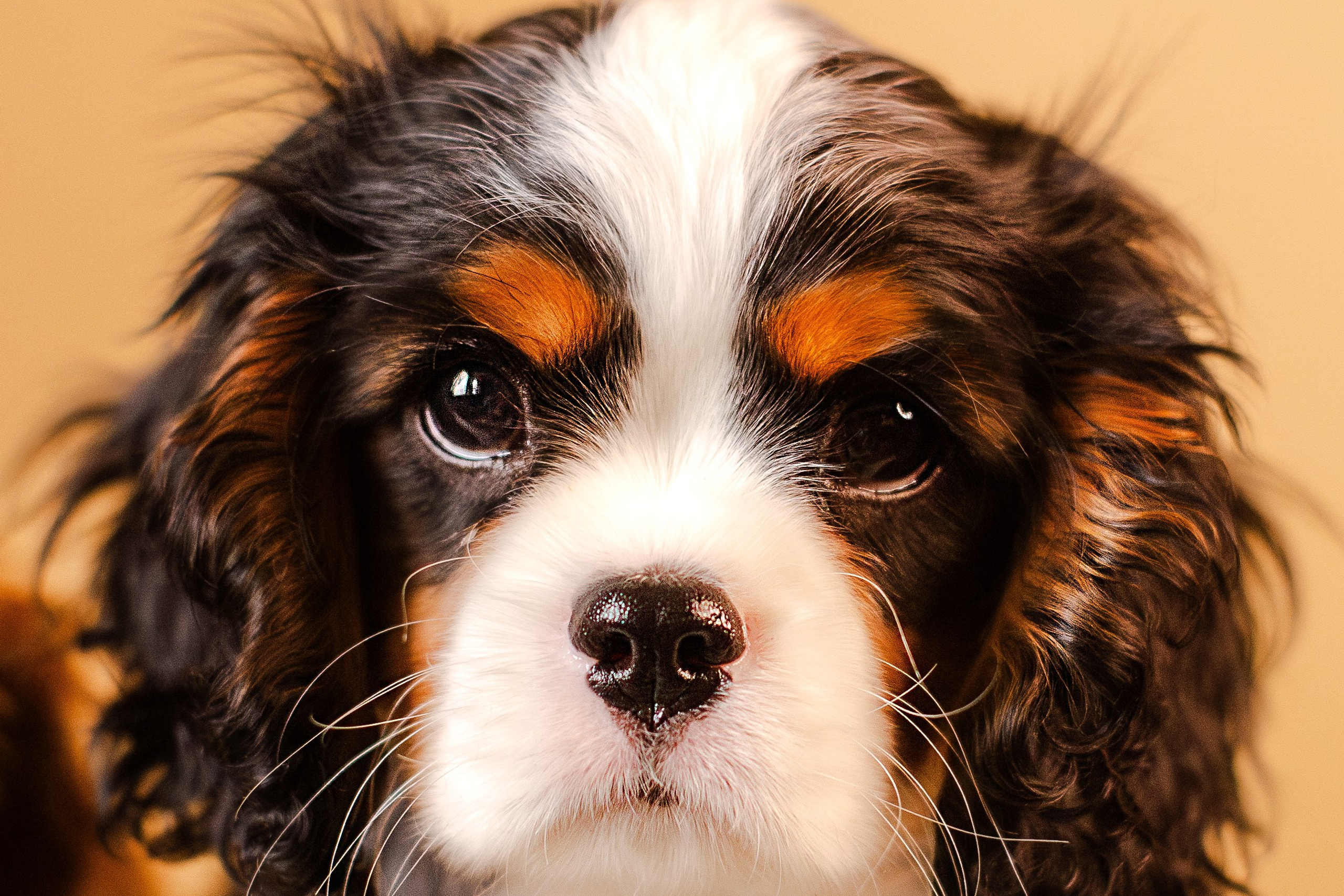 Жанна и кавалеры