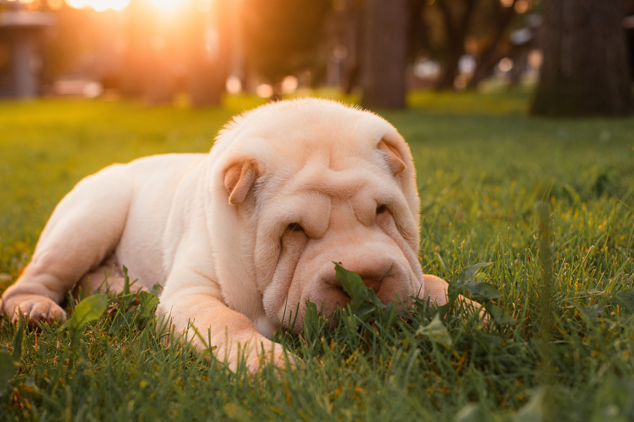 Алёна, Лагерта и Зефир