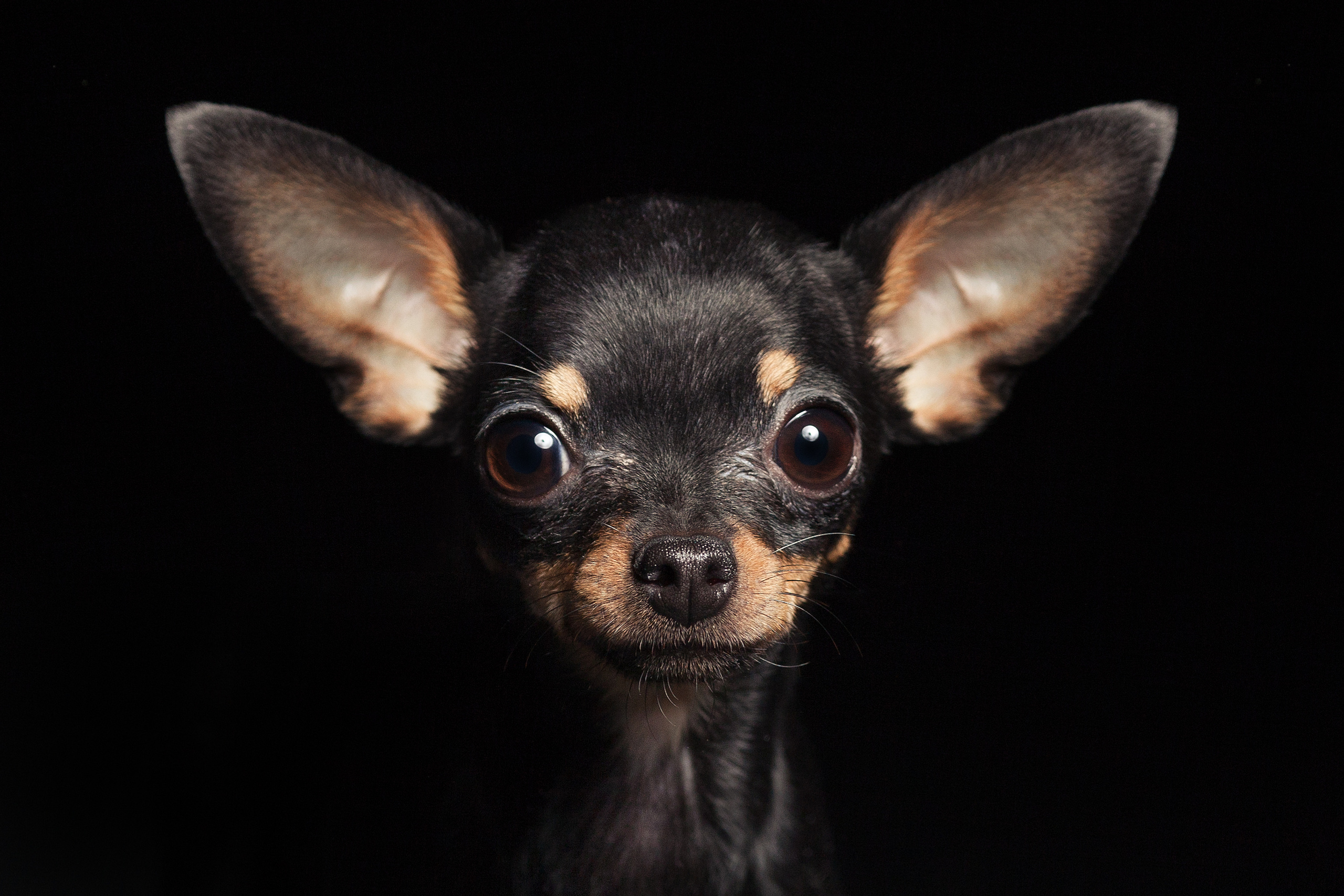 Фотосъемка животных