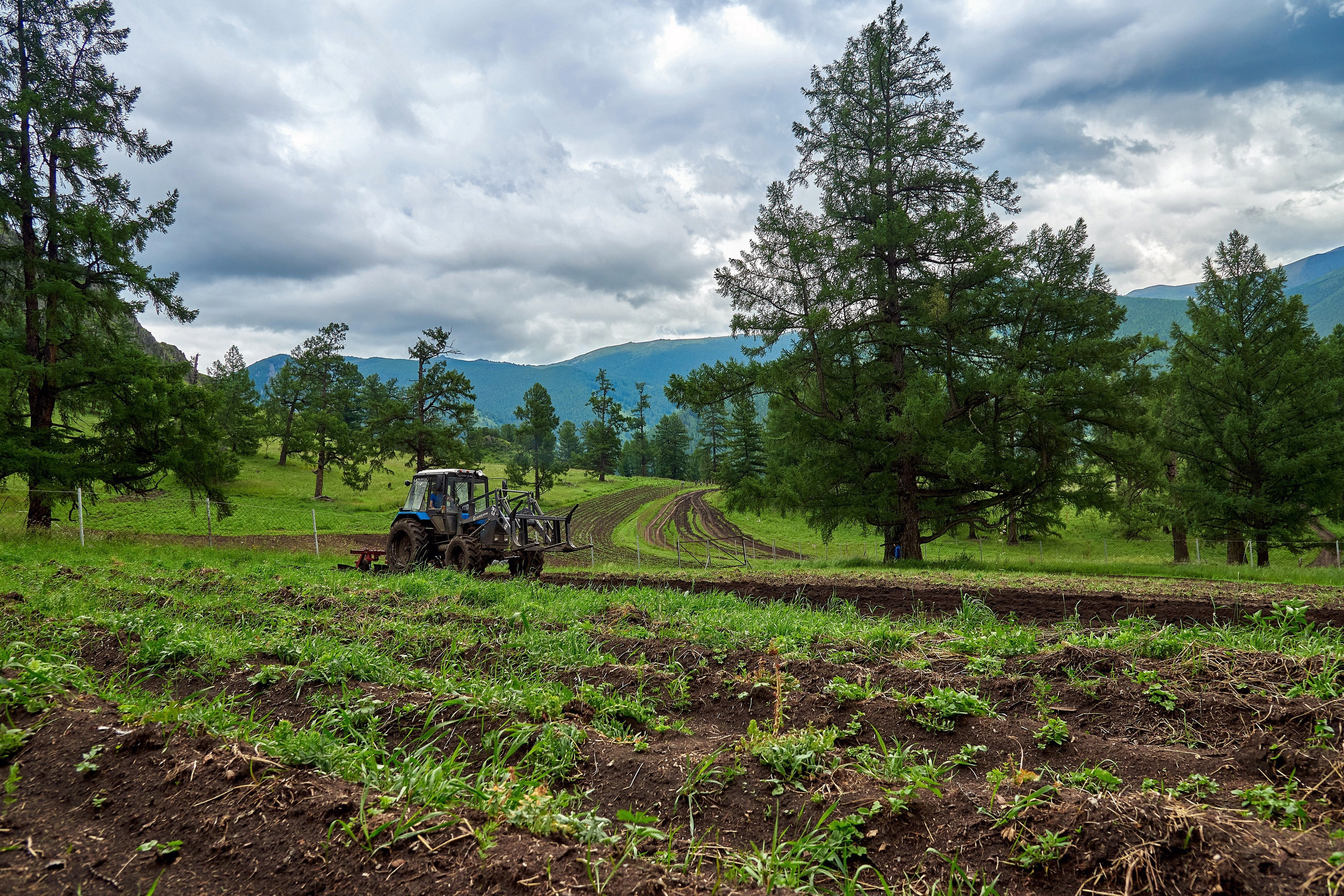 Золотой корень