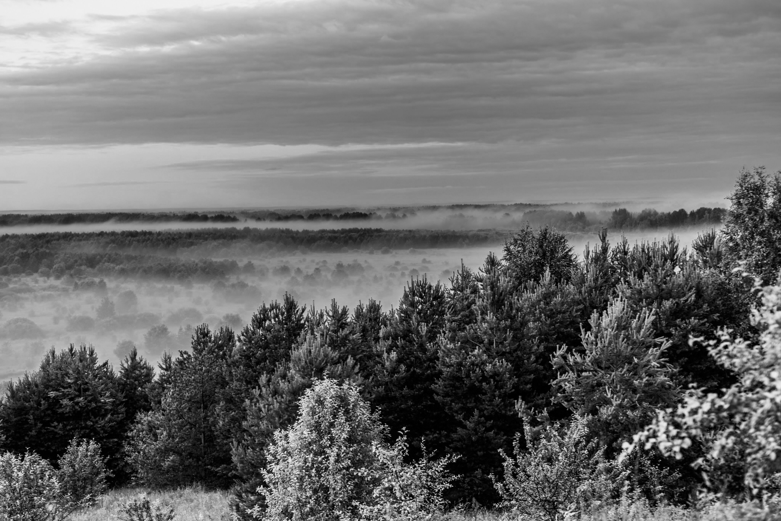 Туманное летнее утро