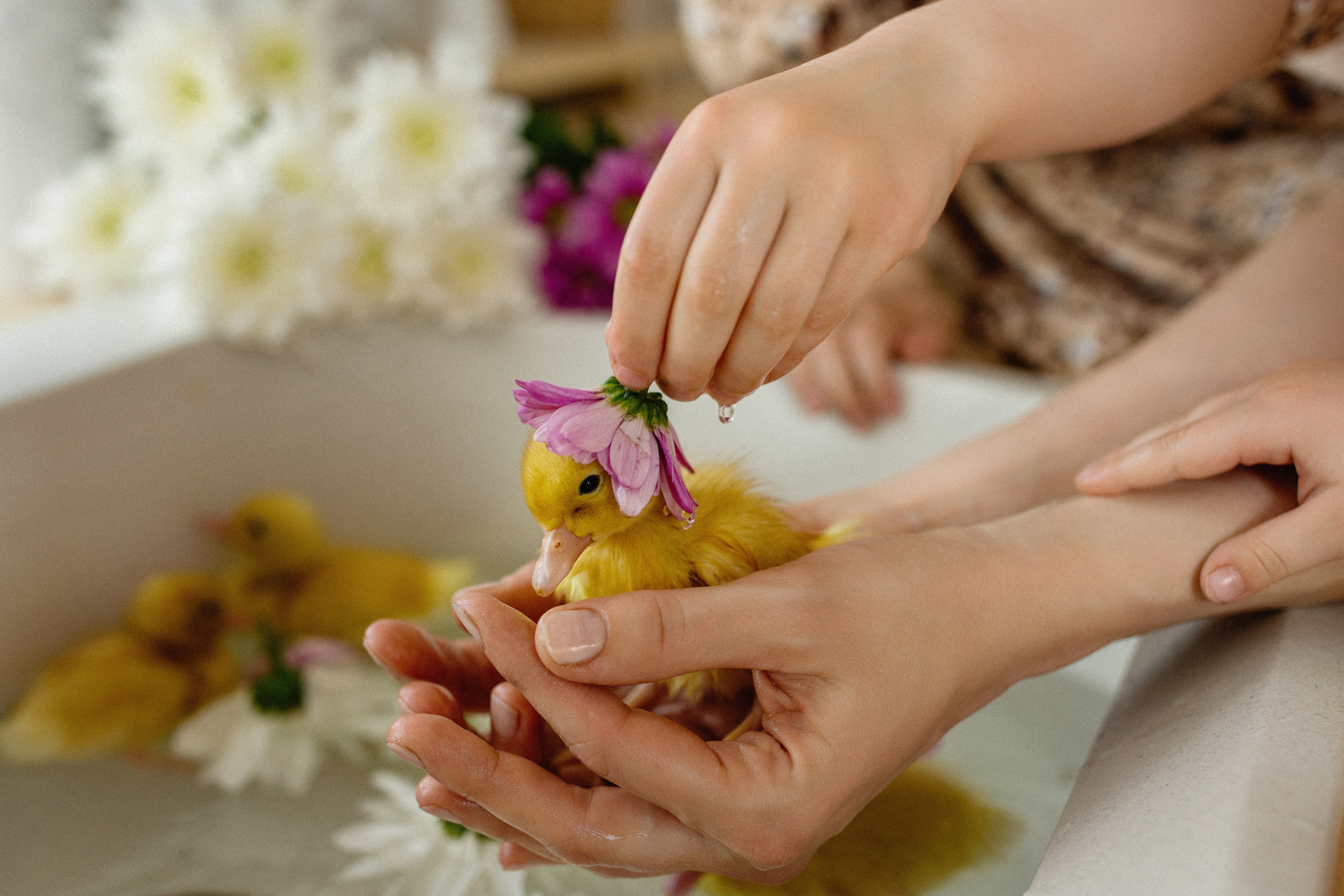 Студия. Весна на даче