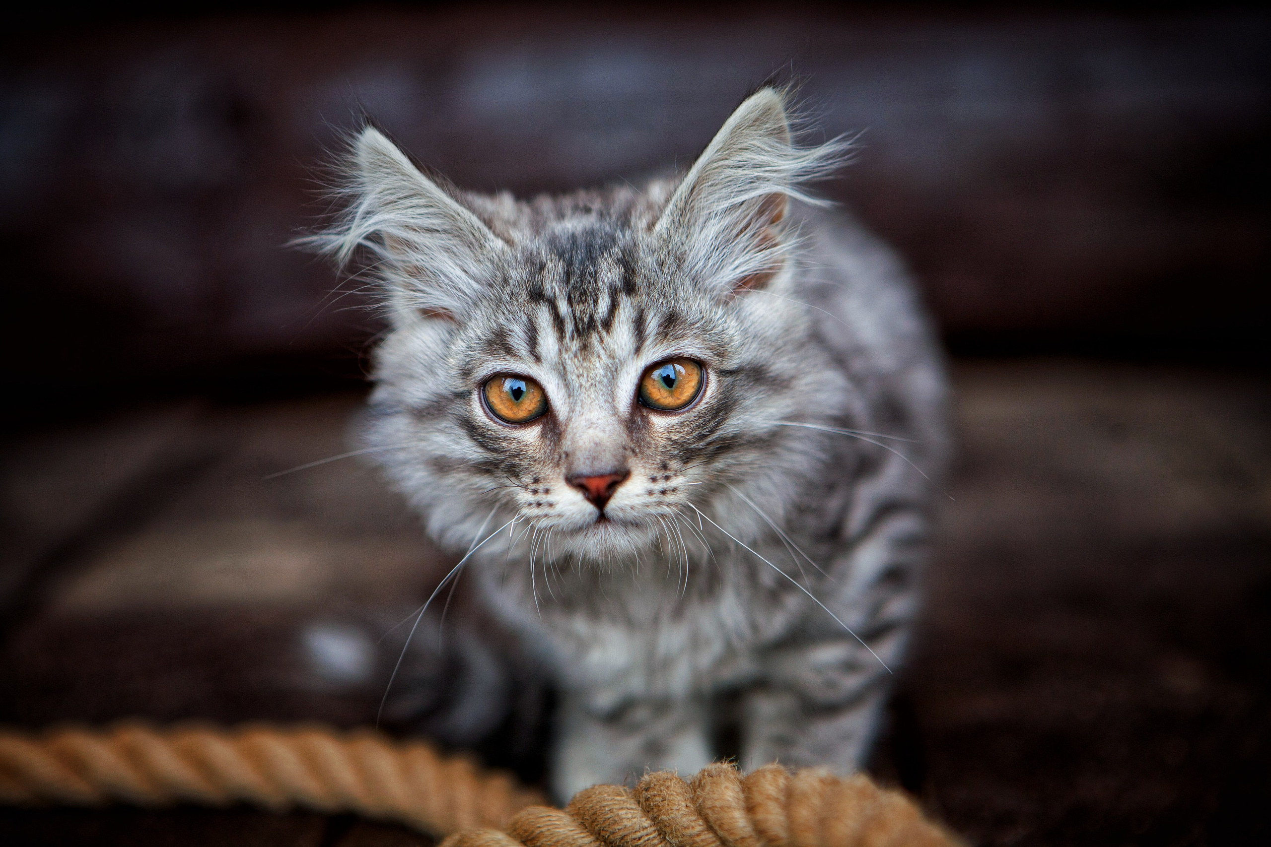 Кафедра Неспешной Суетологии | Блог Ивана Круглова