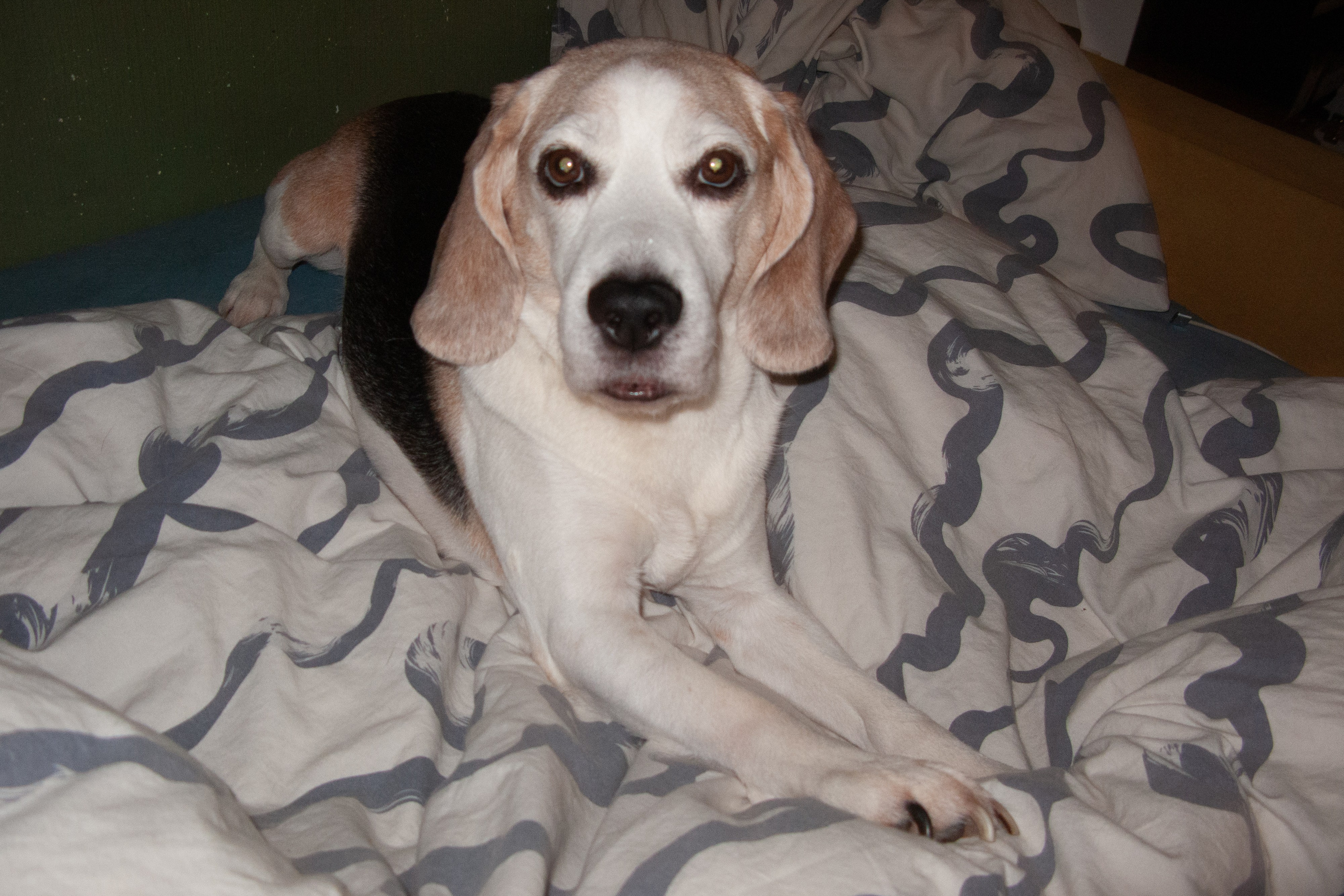 Jan. Фотограф Миланазавр