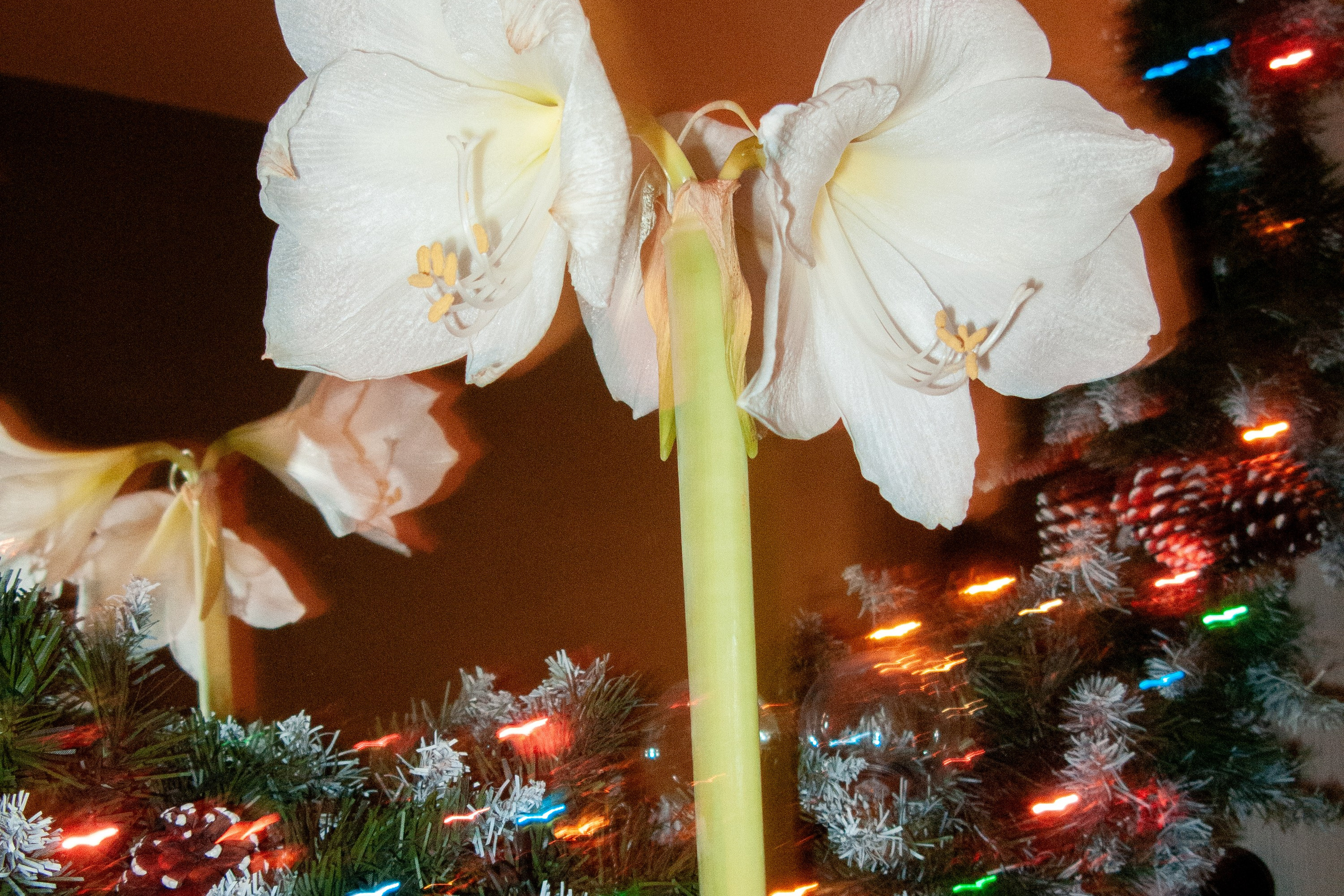 Jan. Фотограф Миланазавр