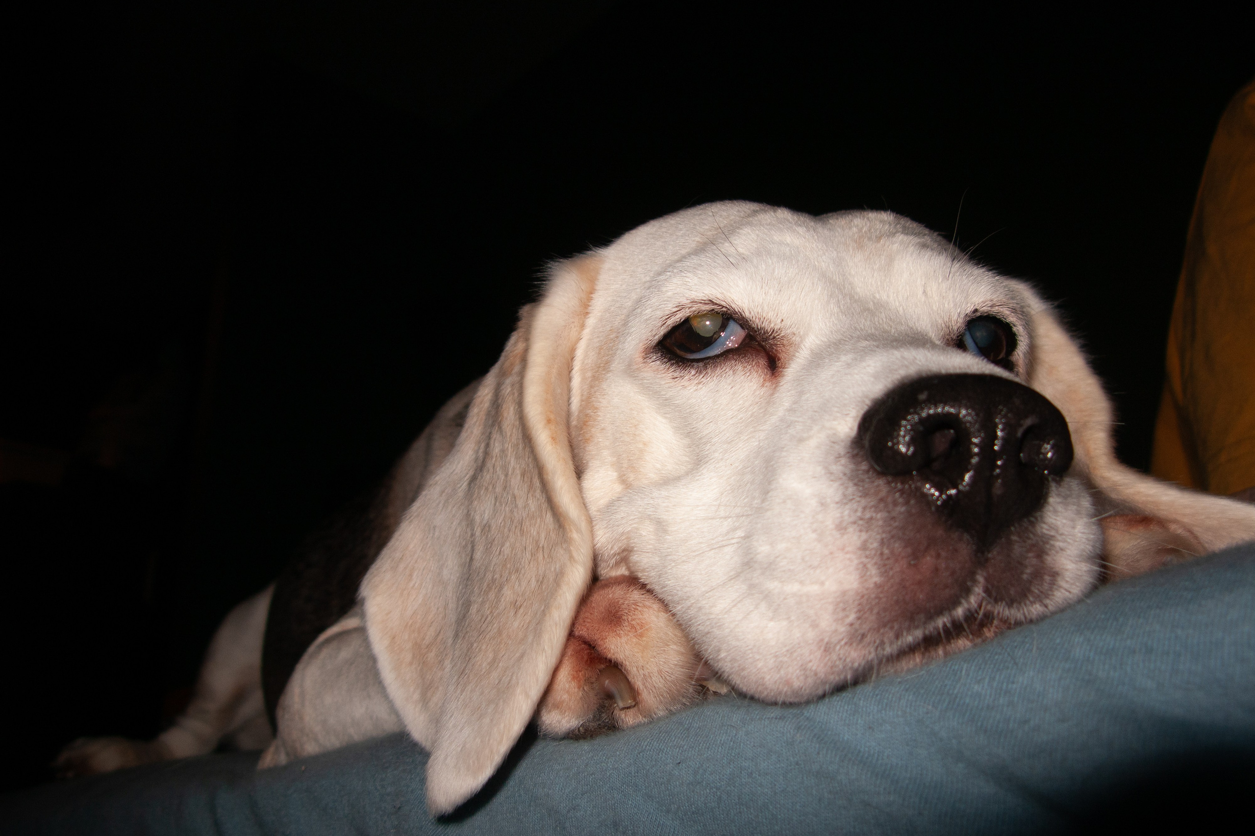 Jan. Фотограф Миланазавр