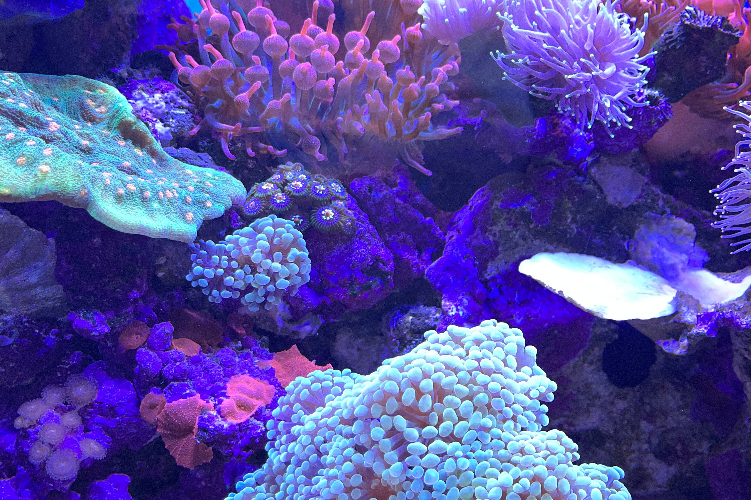 Как заменить soil в аквариуме?. Home