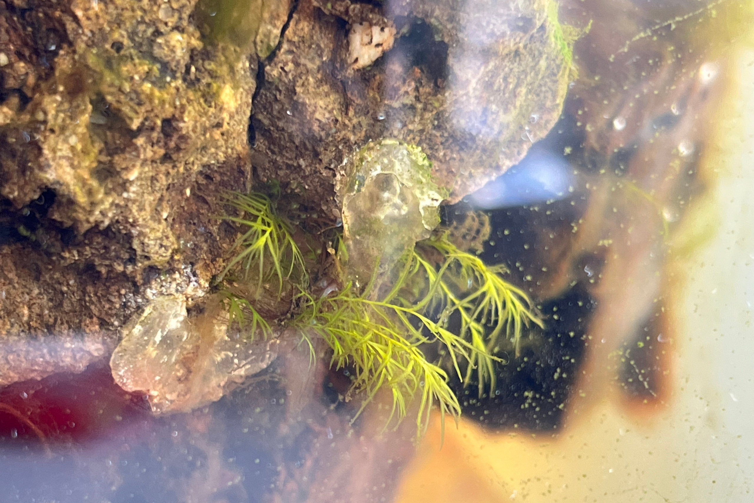 Как заменить soil в аквариуме?. Home