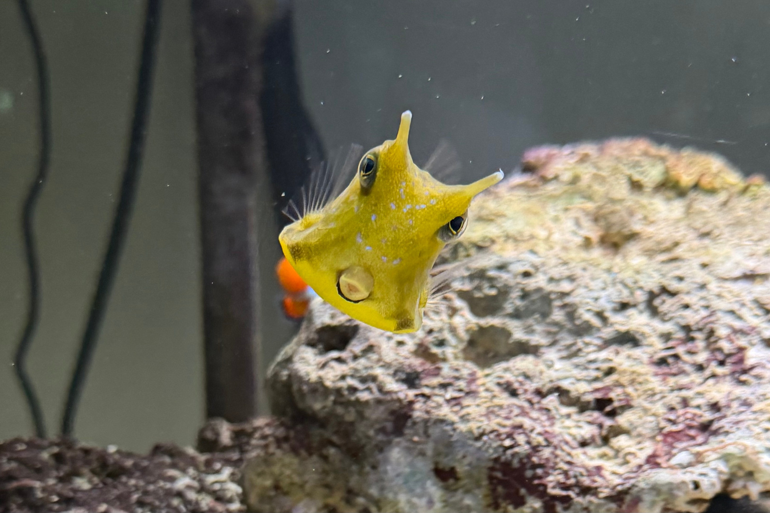 Interveiw with Dave’s reef. Аквариумист Максим Ерёмин