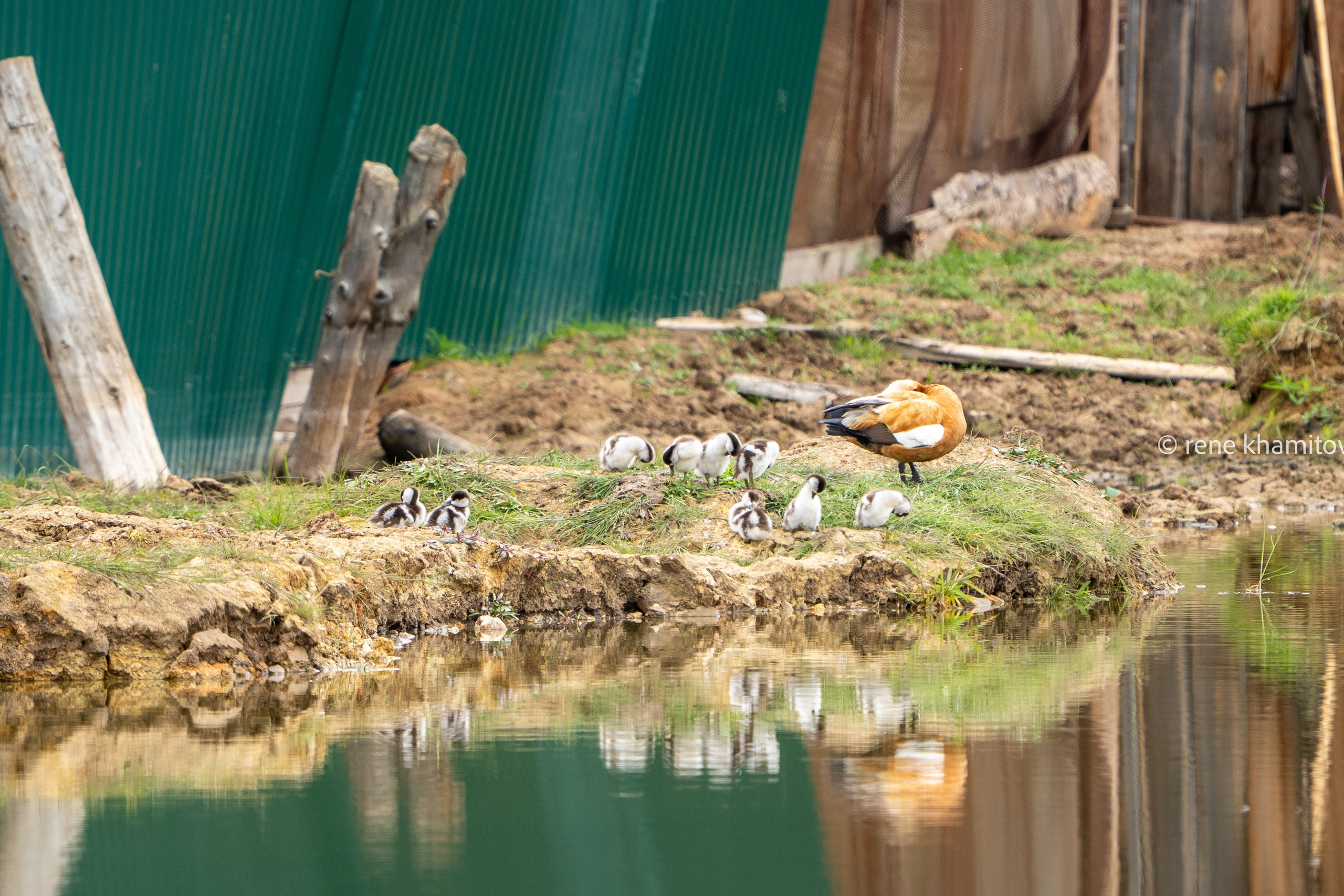 birds in&nbsp;Khuzhir’s lake