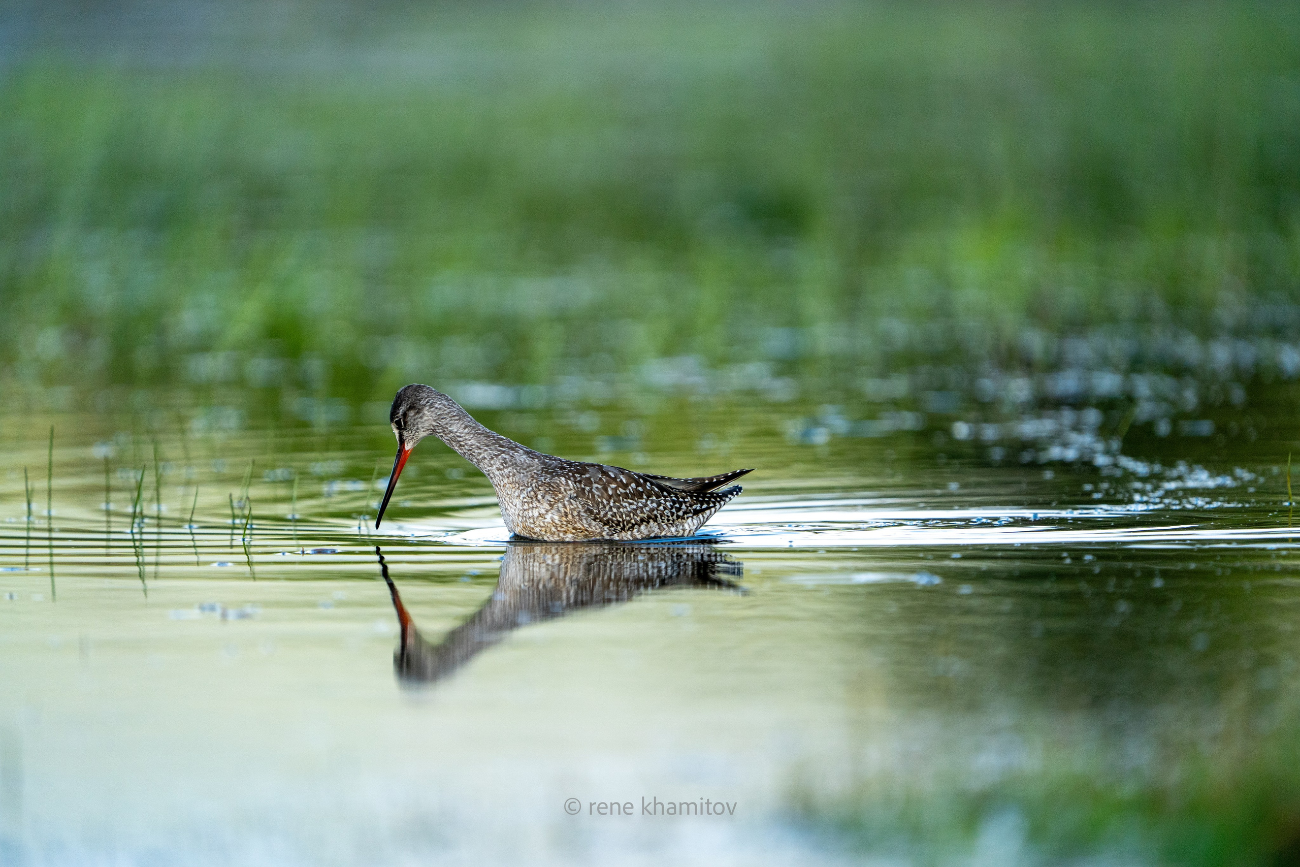 Olkhon island wildlife