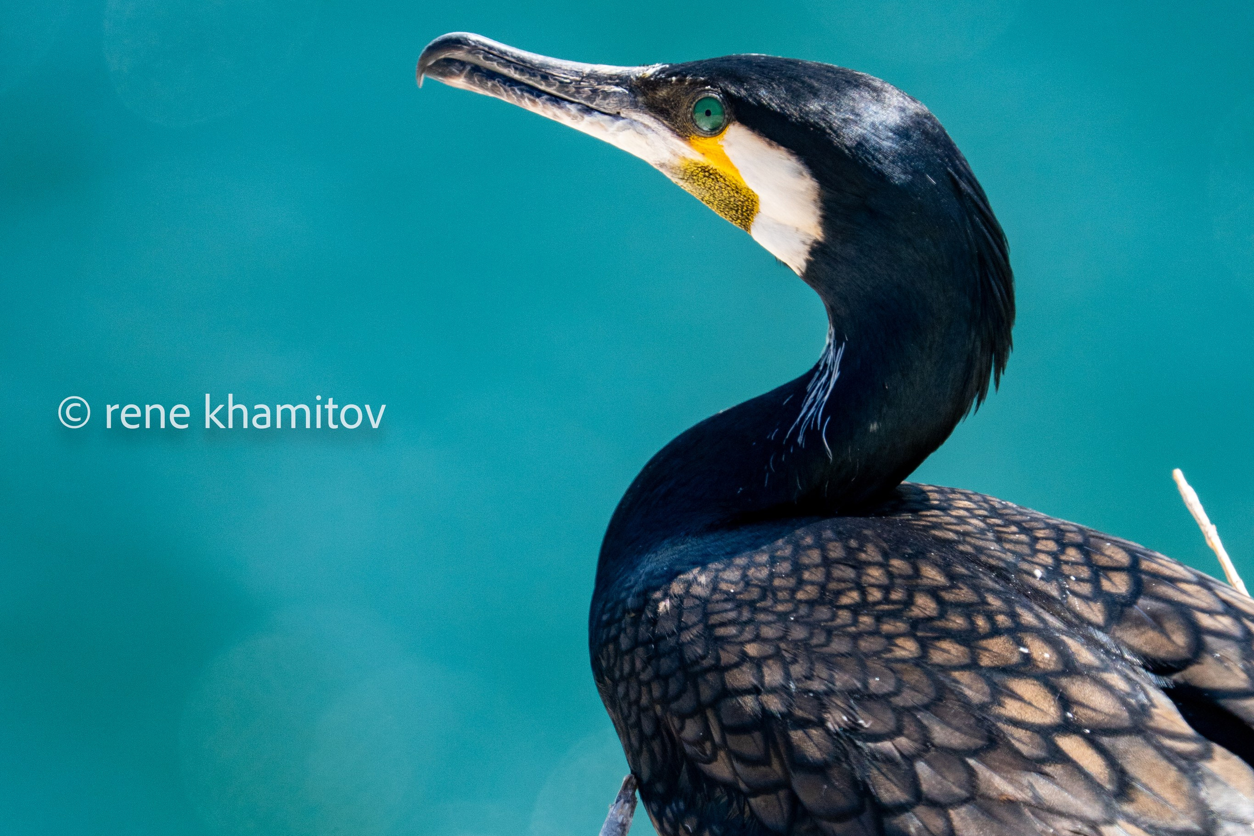Birds of&nbsp;lake Baikal: olkhon island