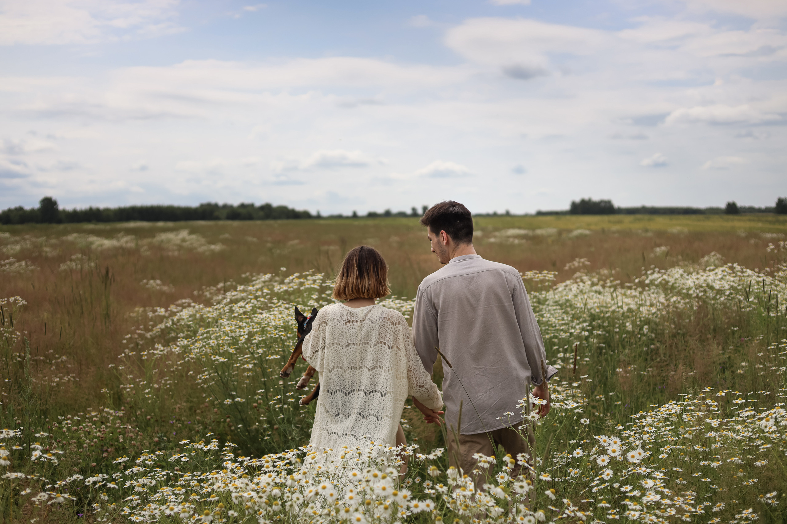 Ромашки в Ярославле