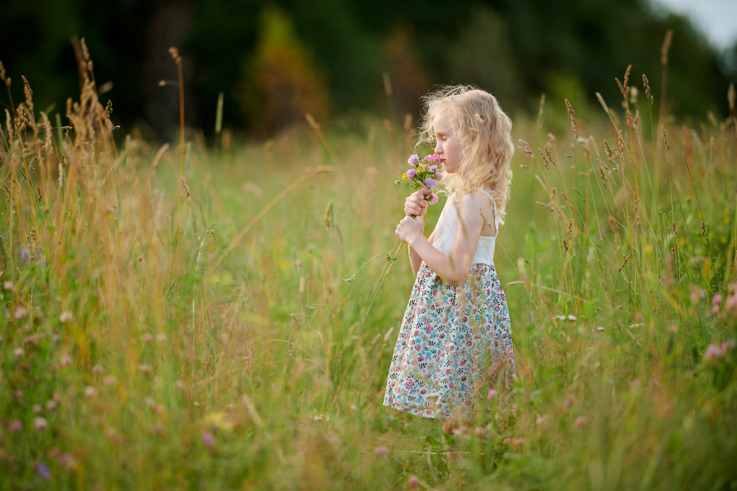 Полевые цветы