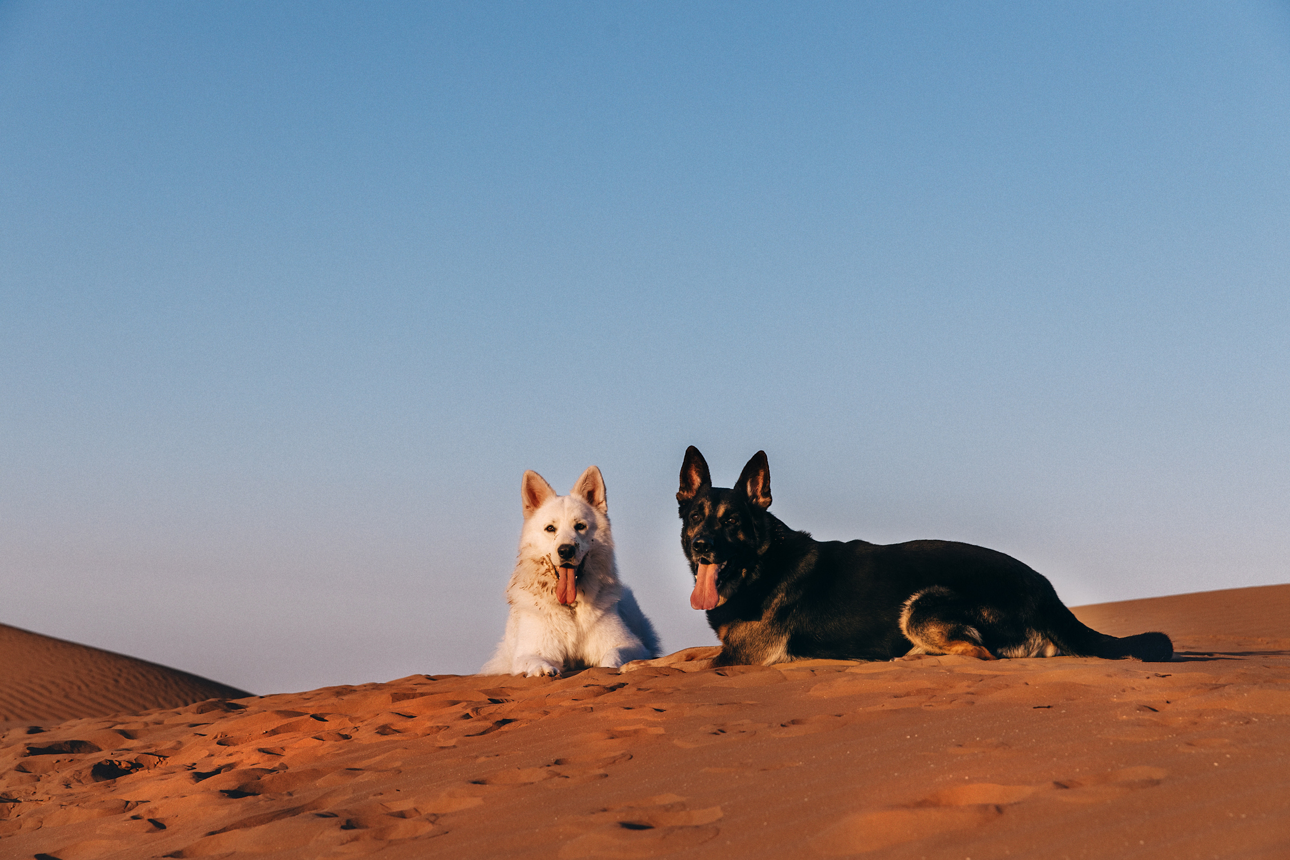 Ши-тцу. Фотограф