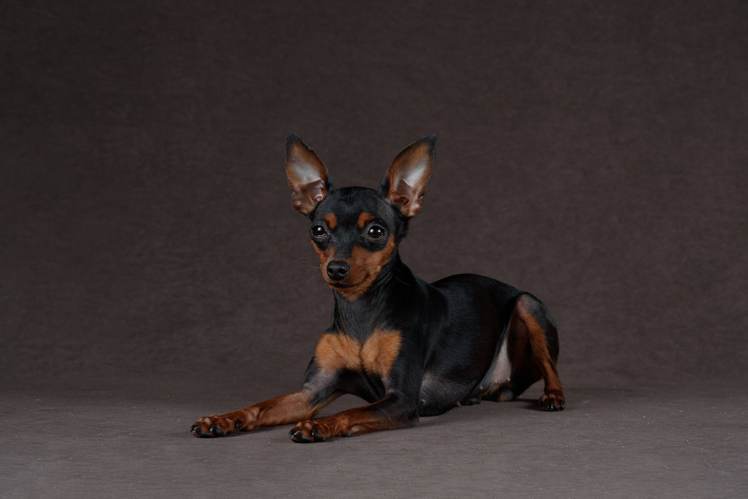 Пражский крысарик Лия — 15.03.2024