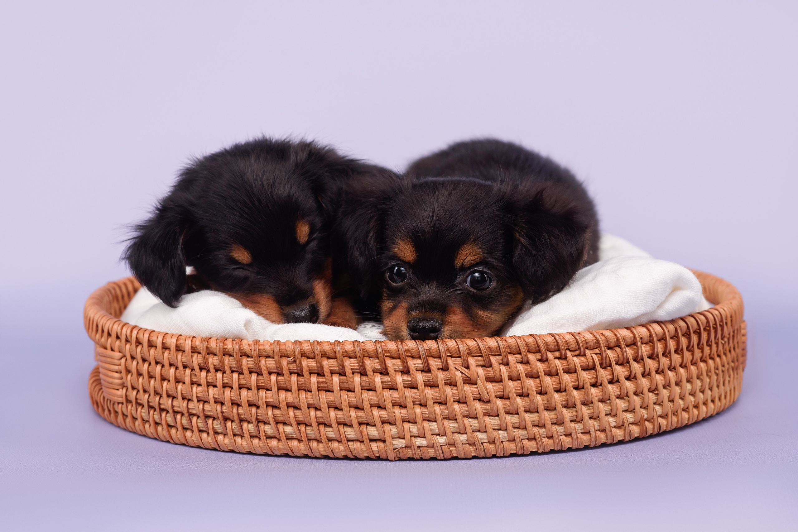 Малыши пражских крысариков — 30.07.2025