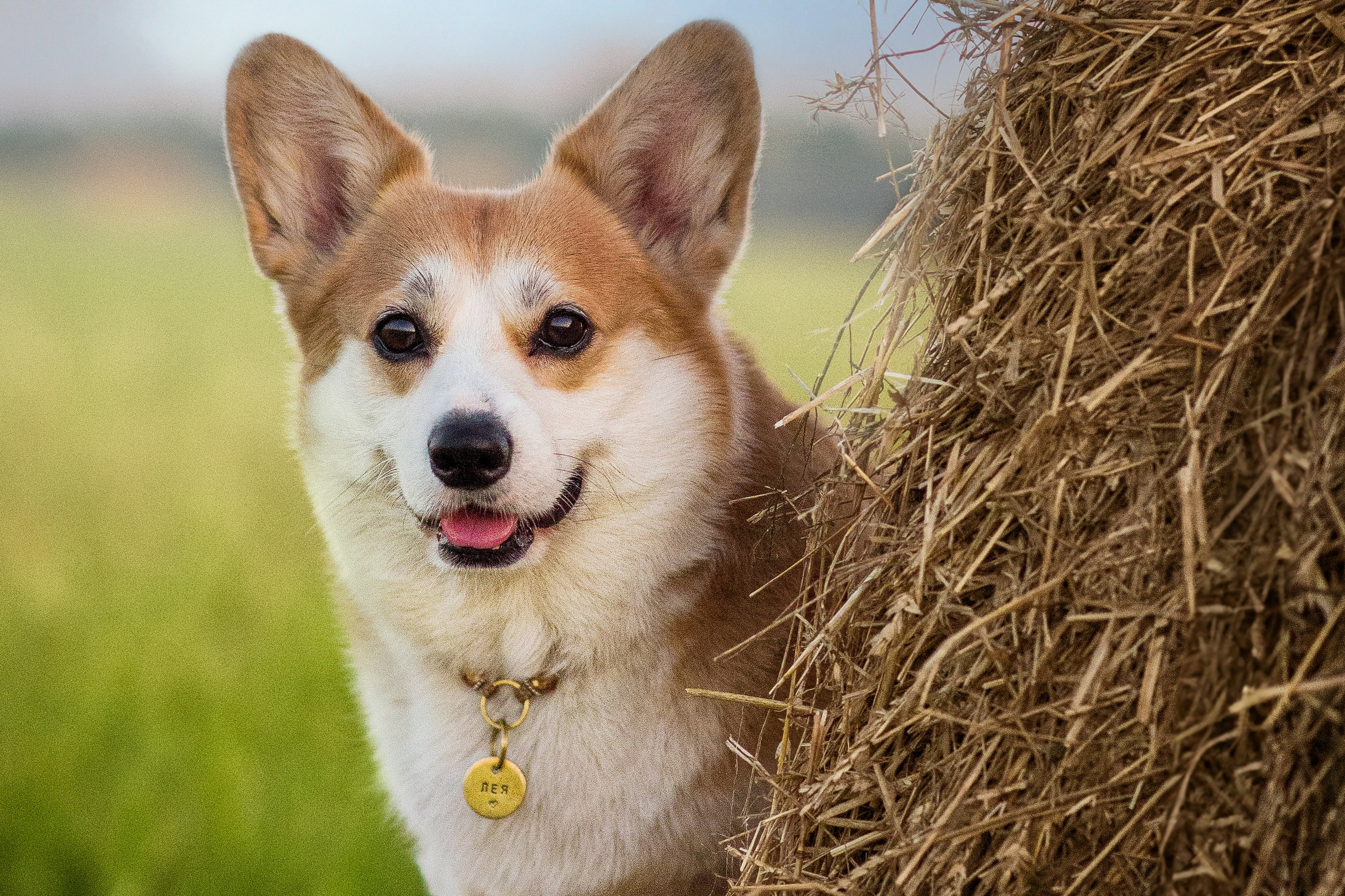 Лея и тюки — 10.08.2023