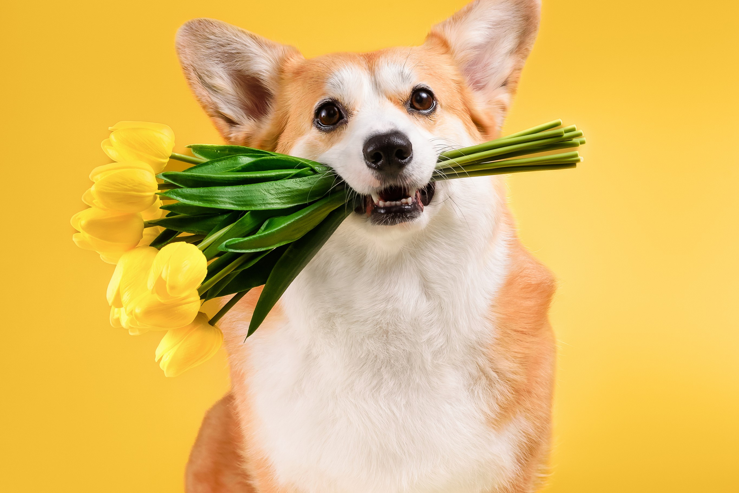 Лея на однотонном фоне